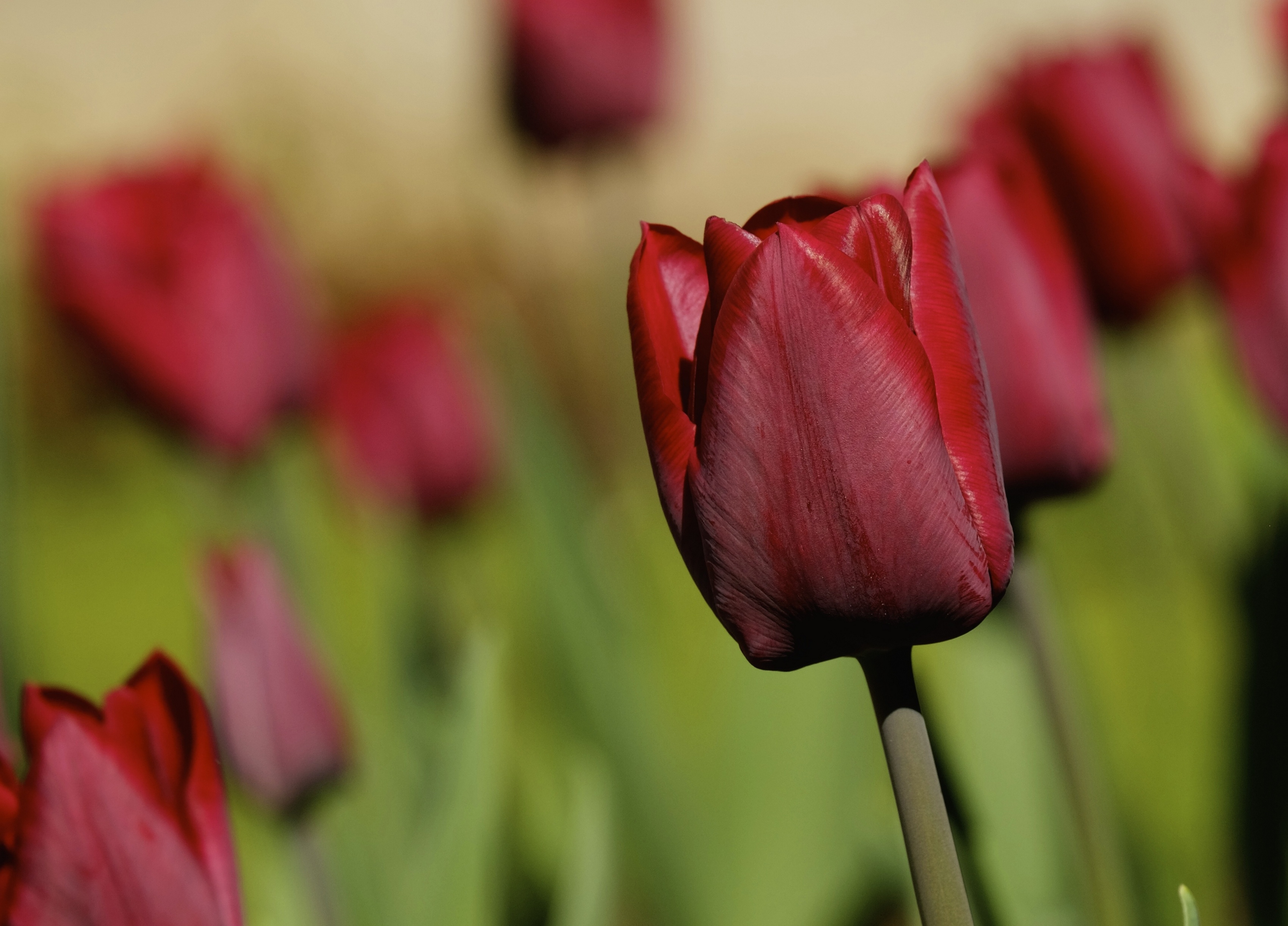 Tulips_Closeup_Red_436049.jpg