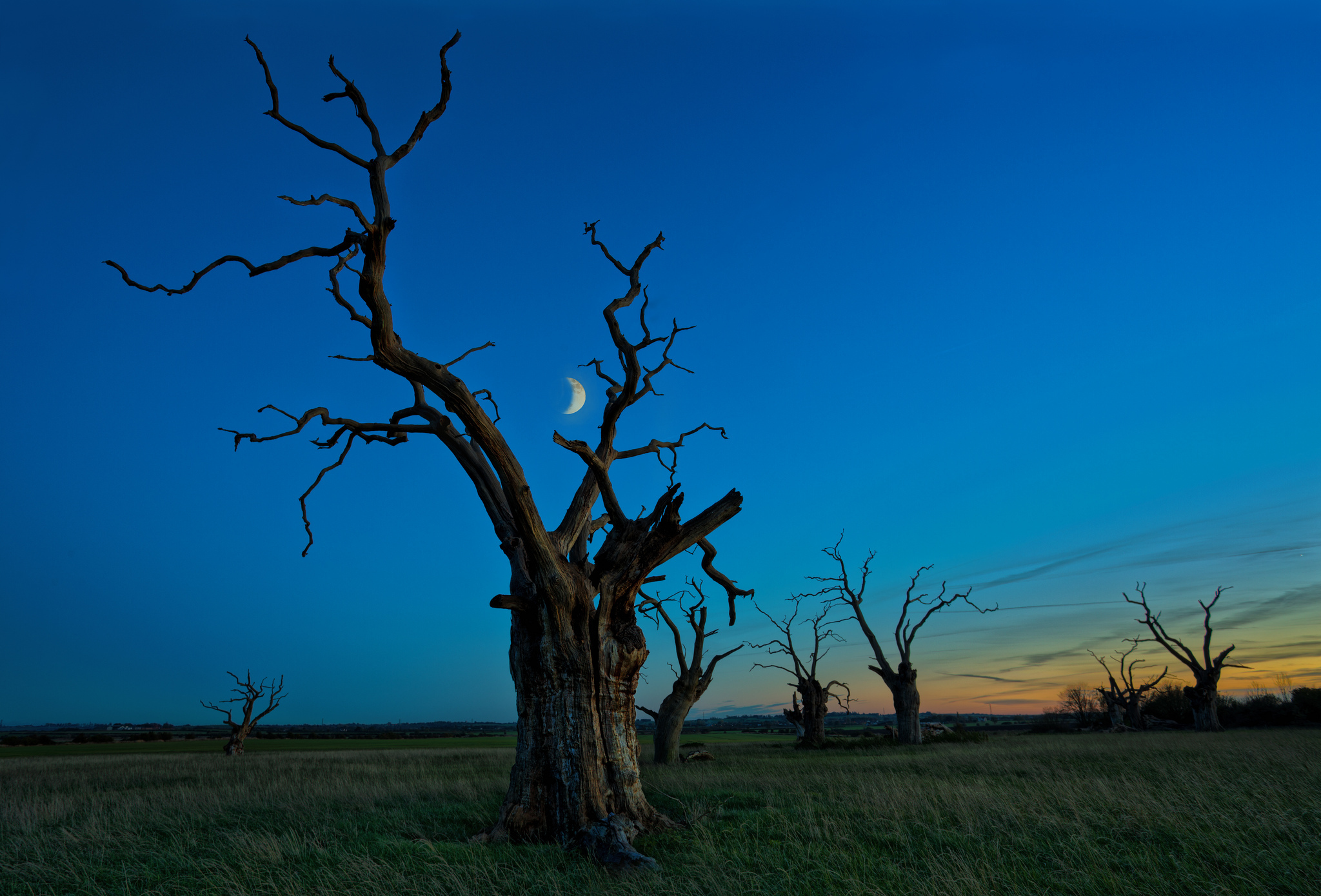 Одиночное дерево ночью