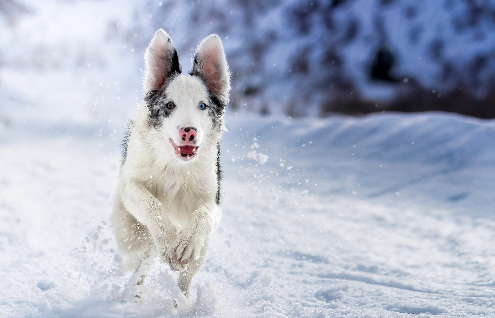 собака белый пес снег бесплатно