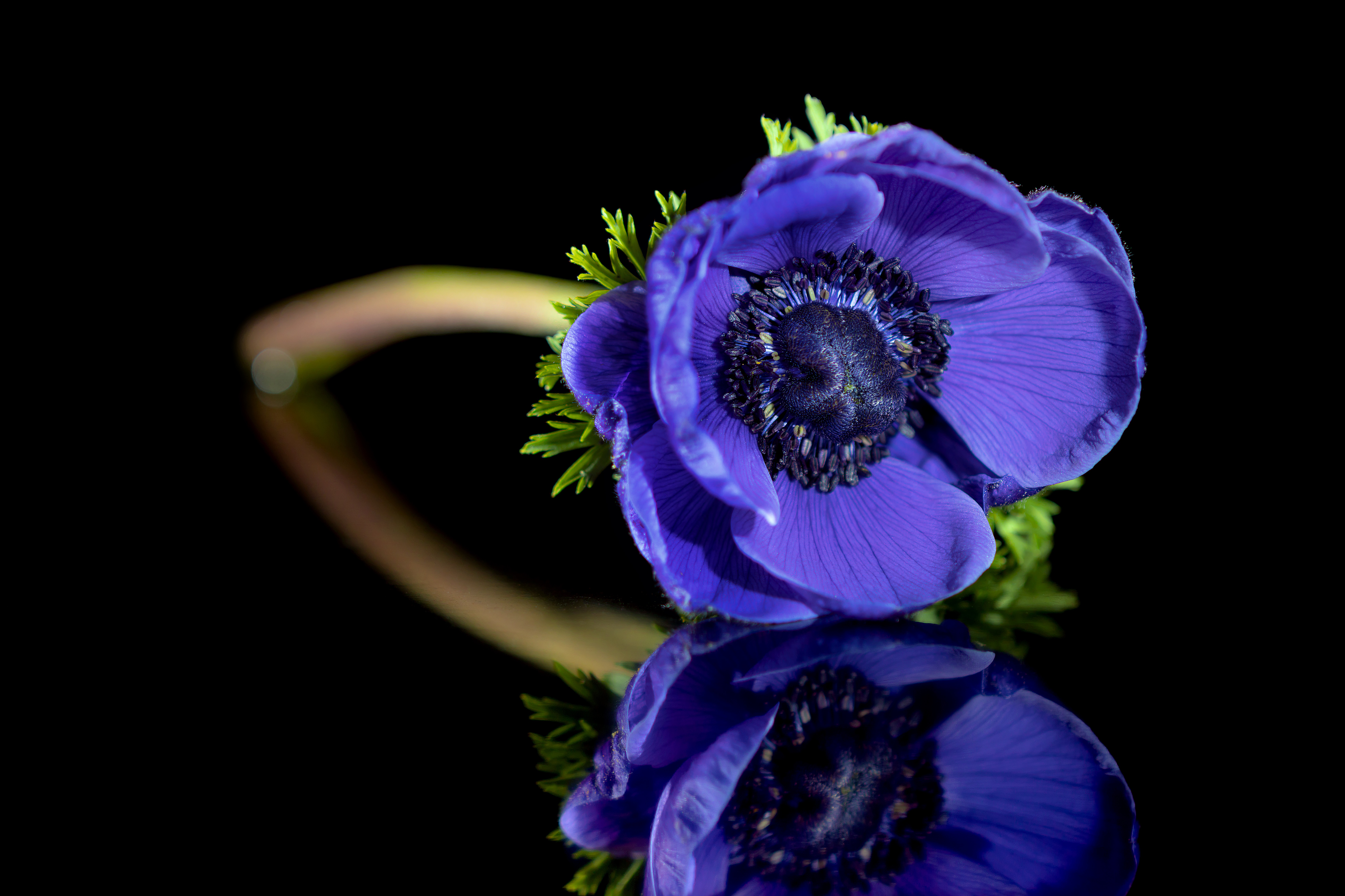 Синие цветы на языке цветов. Анемон ветреница. Анемона ветреница голубая. Anemones цветы синие. Анемона ветреница фиолетовая.