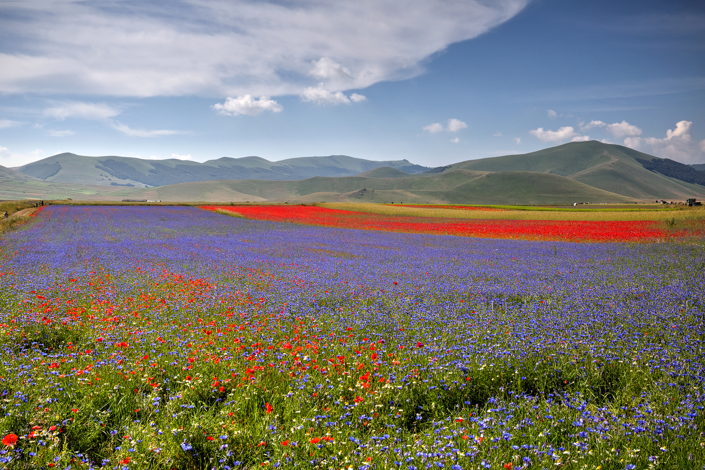 Холмы цветы. Федюнинские холмы маки. Маковые поля Кыргызстана. Цветущее поле холмы. Поля Бурятии.