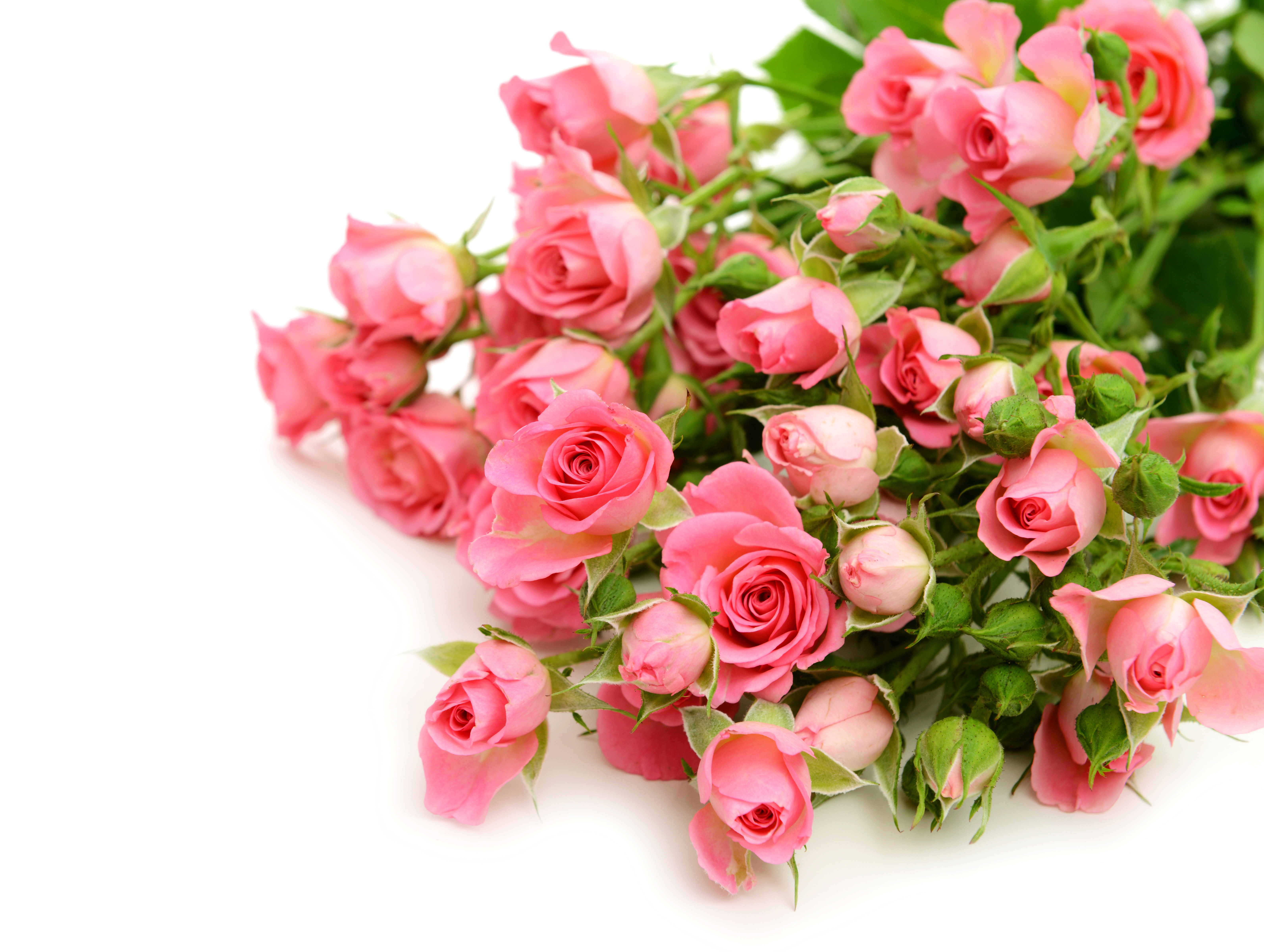 Поздравления открытки без слов. Розовые розы. Букет розовых роз. Цветы поздравления. С днем рождения цветы.