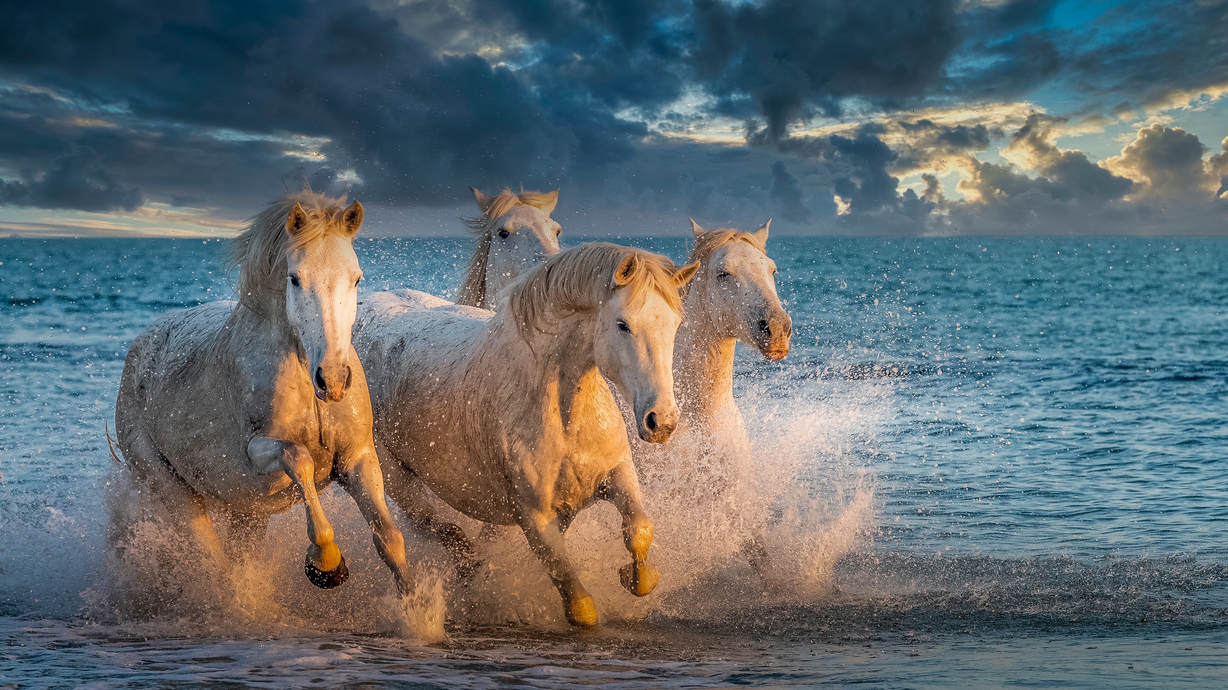 Картинки лошадей на заставку. Лошадь бежит. Красивые лошади. Лошади и море. Красивые лошади на рабочий стол.