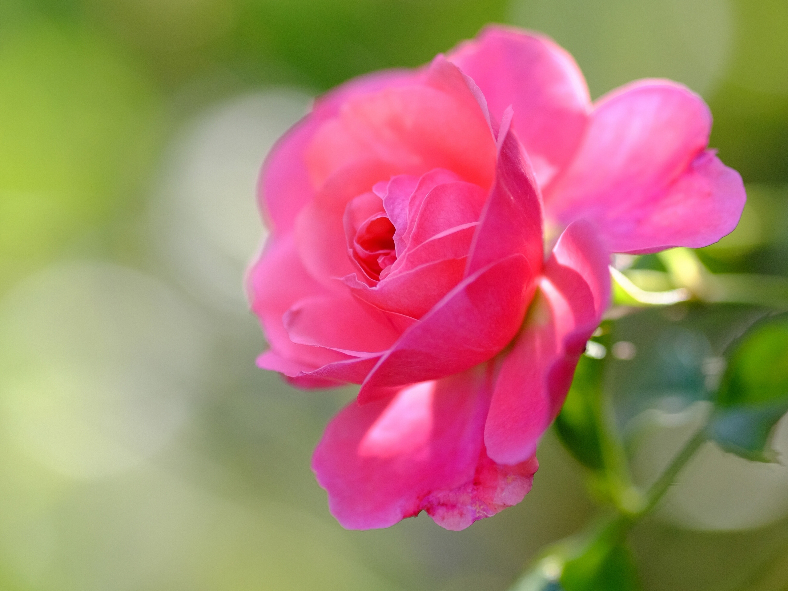 Красивые цветы крупным планом. Розовые цветы. Крупные цветы. Ярко розовые цветы.