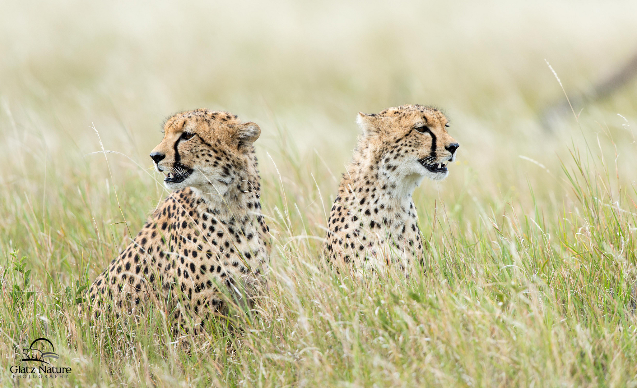 Леопард хищник трава животное загрузить