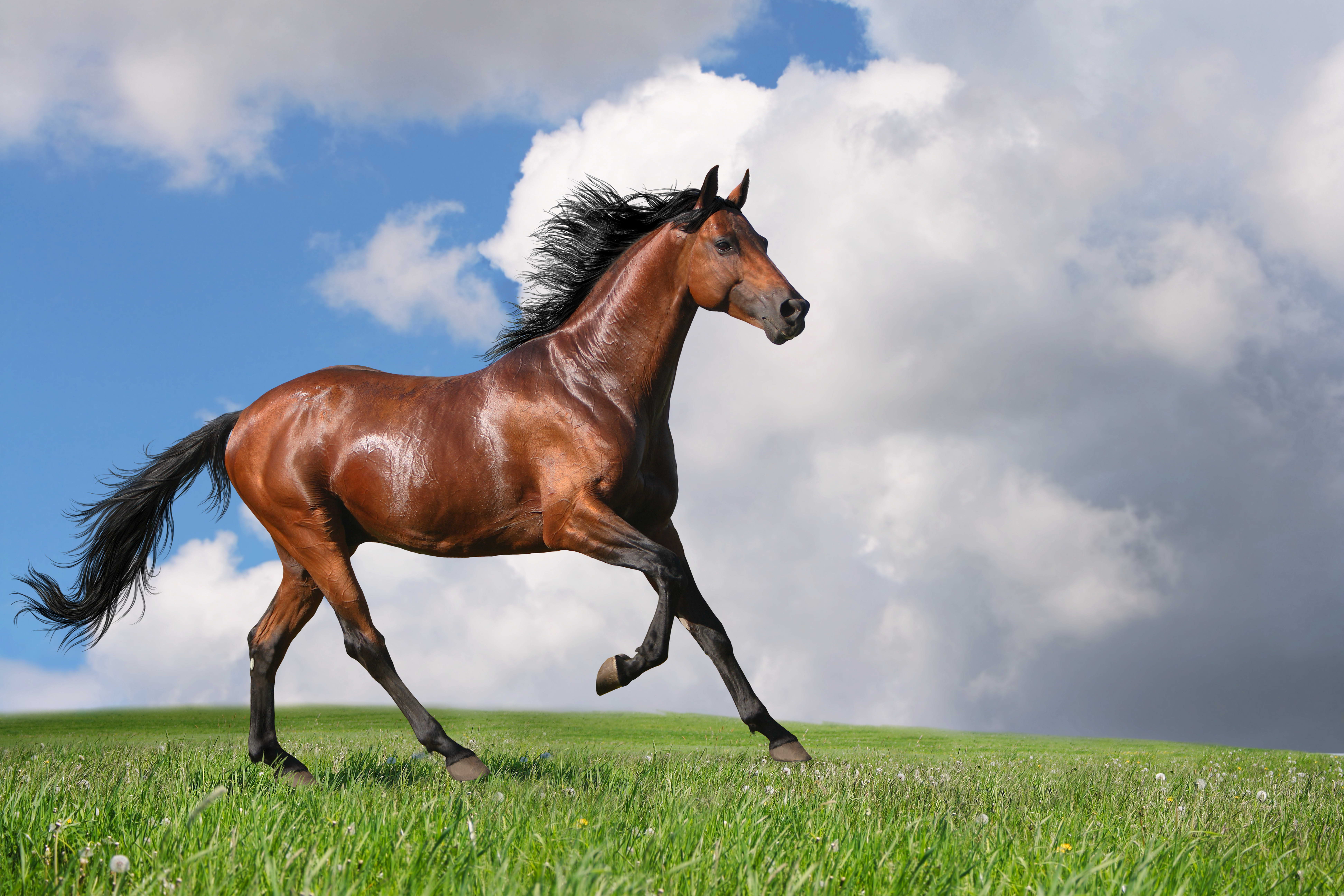 Лошади Трава Облака Животные фото 7776x5184 животное, лошадь, облачно, обла...