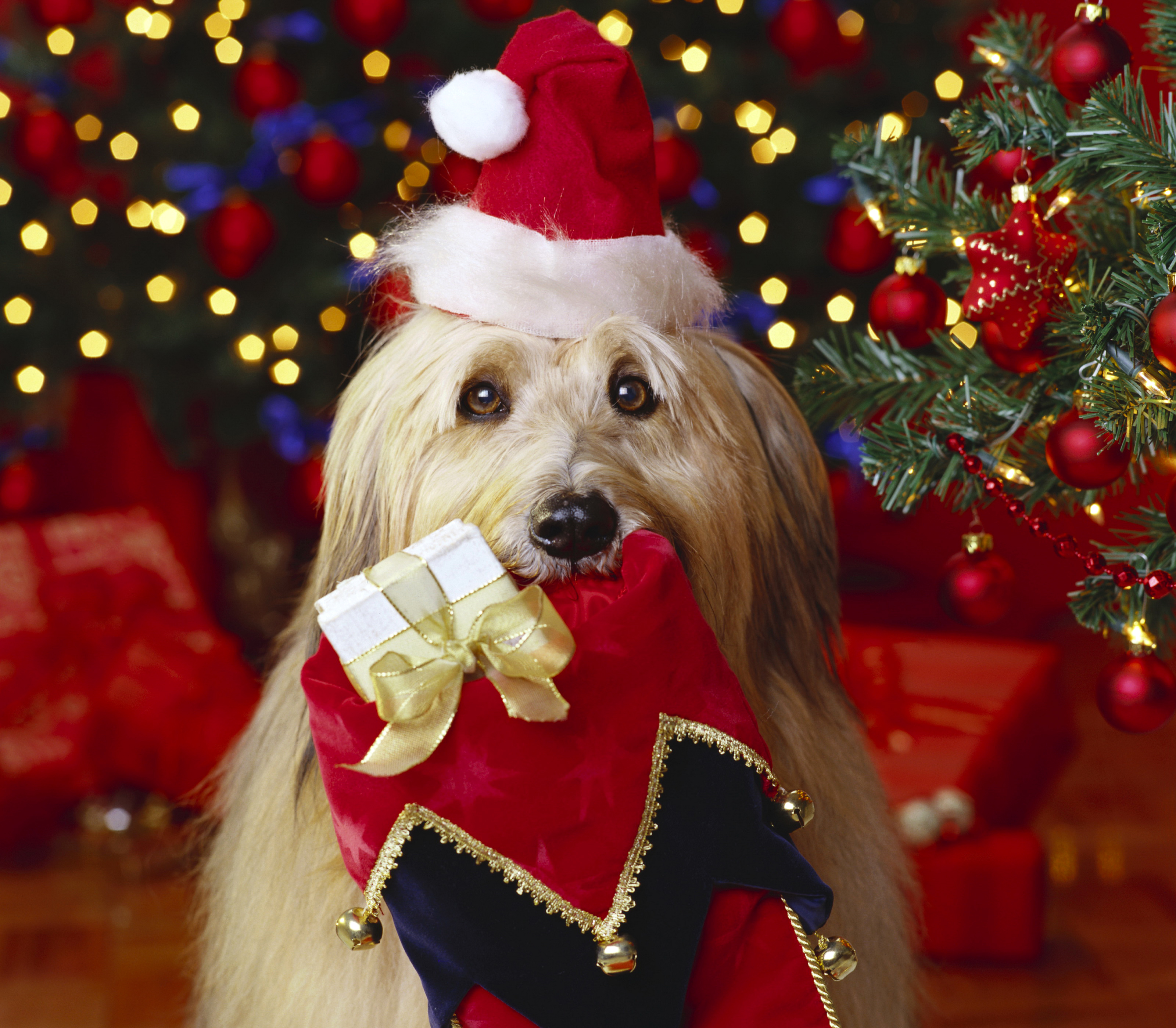 Год собаки. Собака новый год. Собака в новогодней шапке. Рождественские собачки. Собака под елкой.