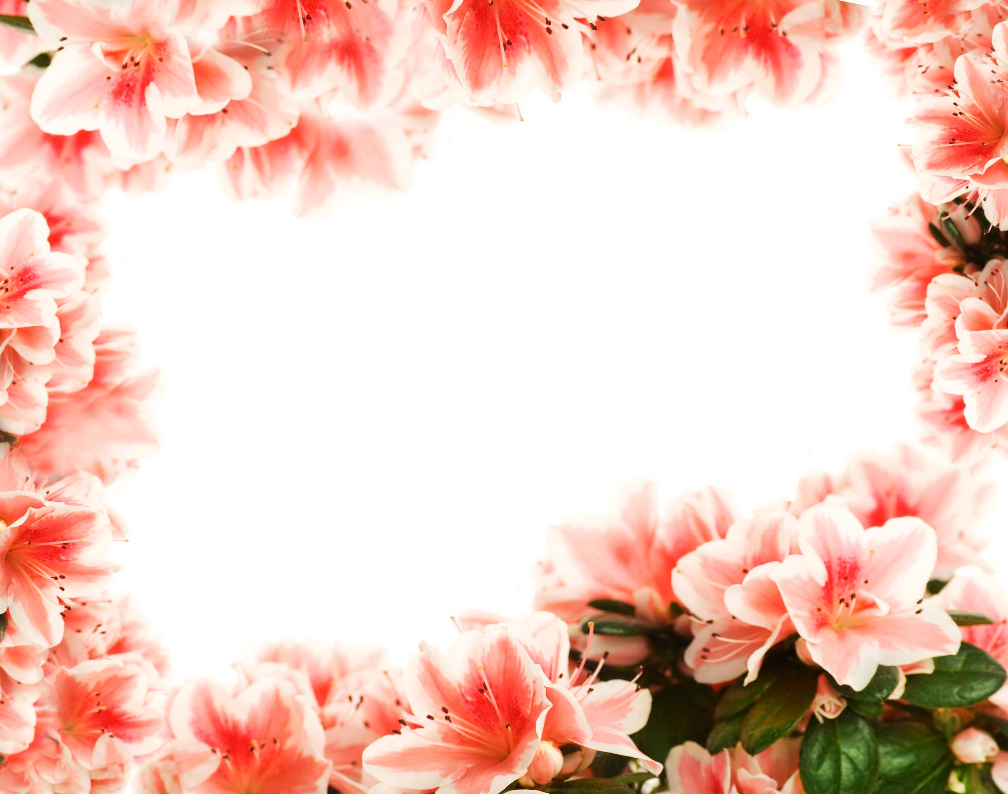 Фотография цветок Рододендрон вблизи Цветы Крупным планом