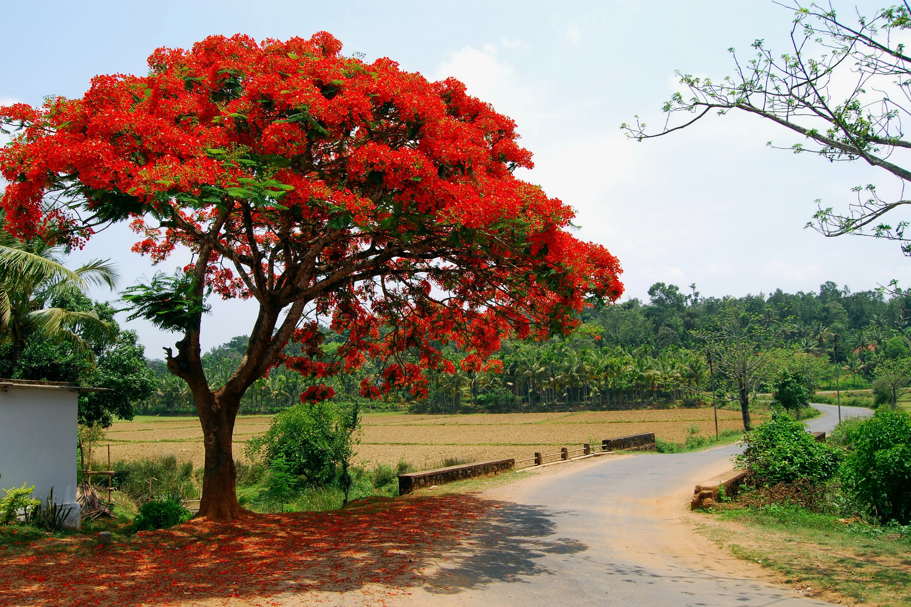 деревья и цветы индии