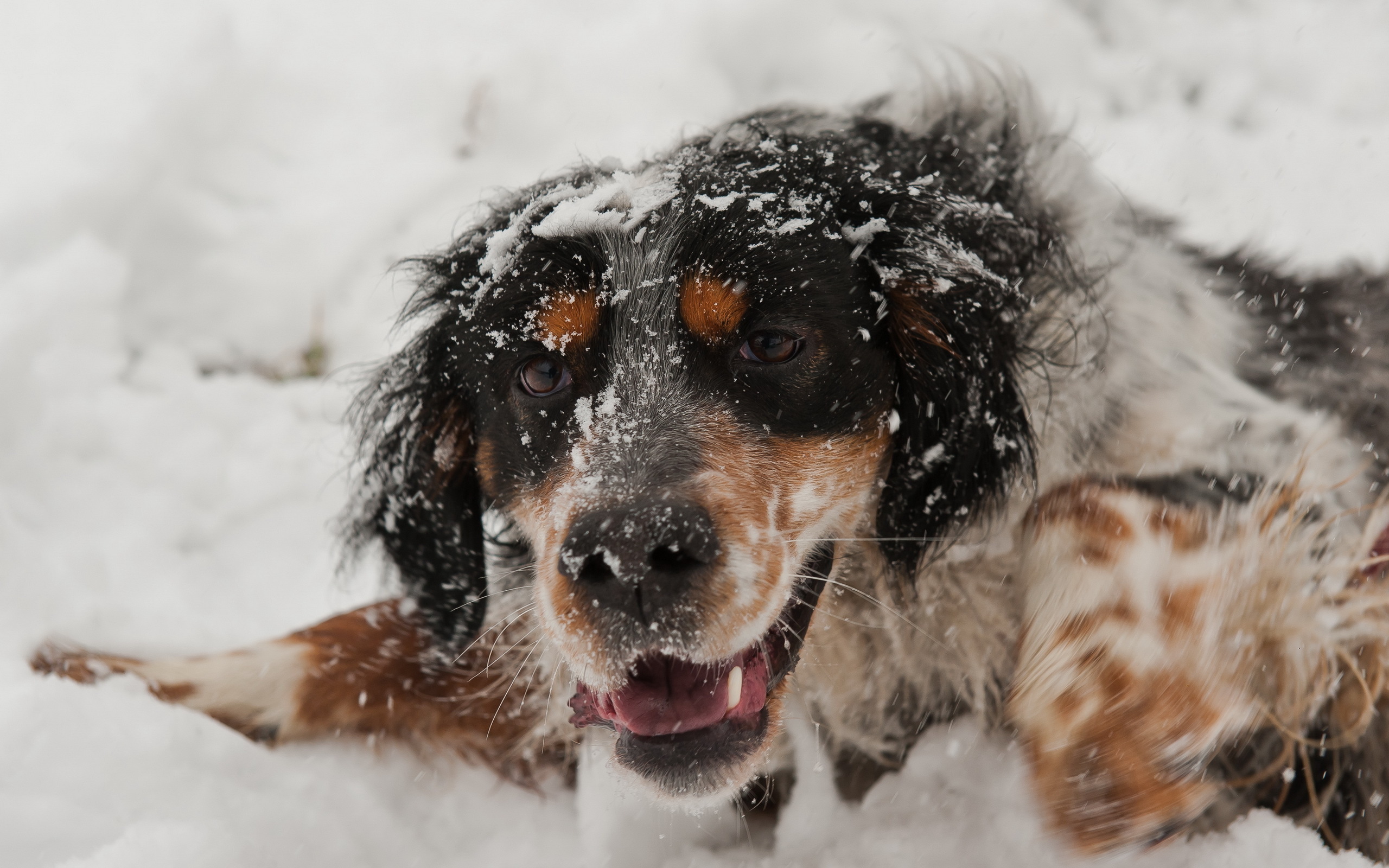 собака снег морда одиночество скачать