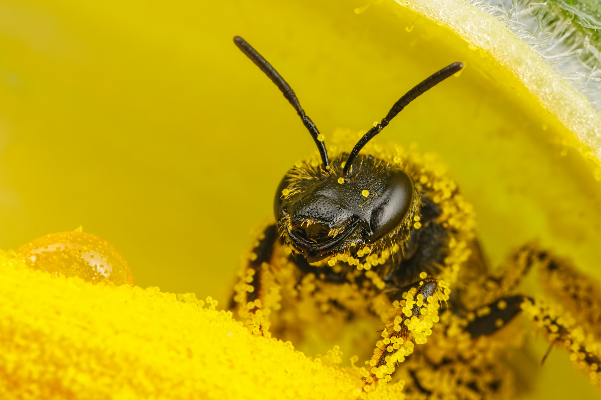 природа насекомое макро голова пчела глаза загрузить