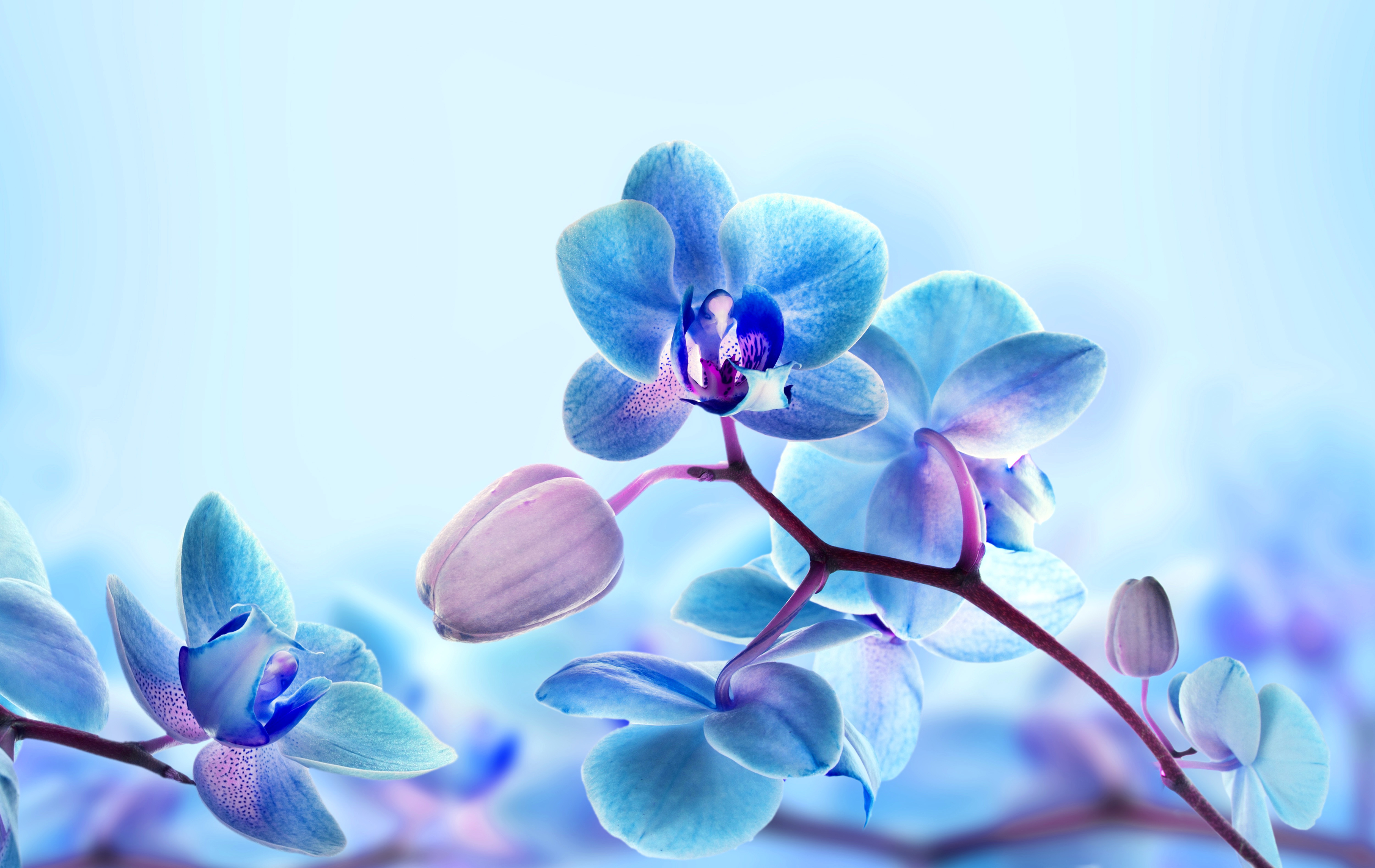 белые и голубые цветы ветки скачать
