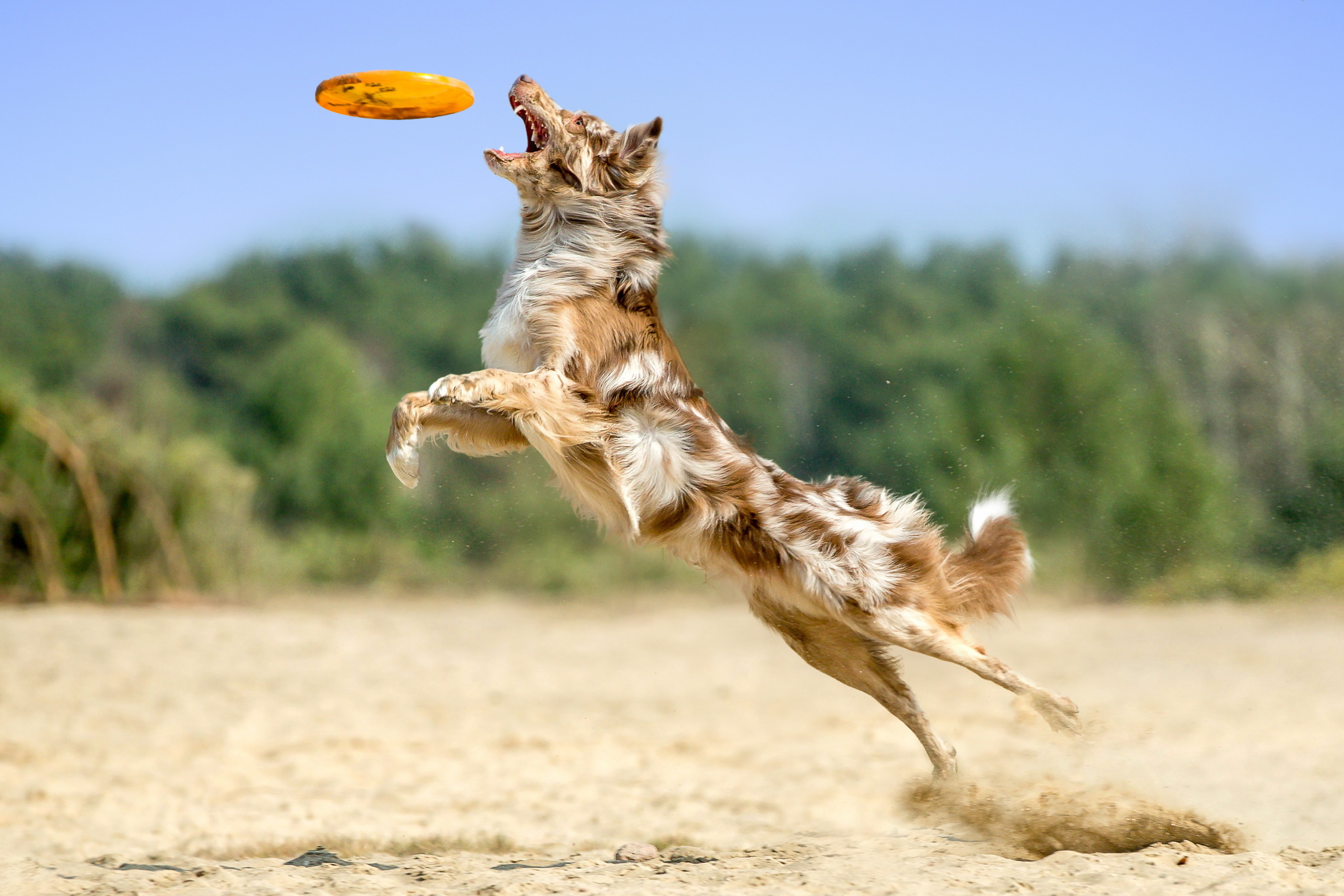 My dog can jump. Австралийская овчарка фризби. Собака прыгает. Собака в прыжке. Прыгающие животные.