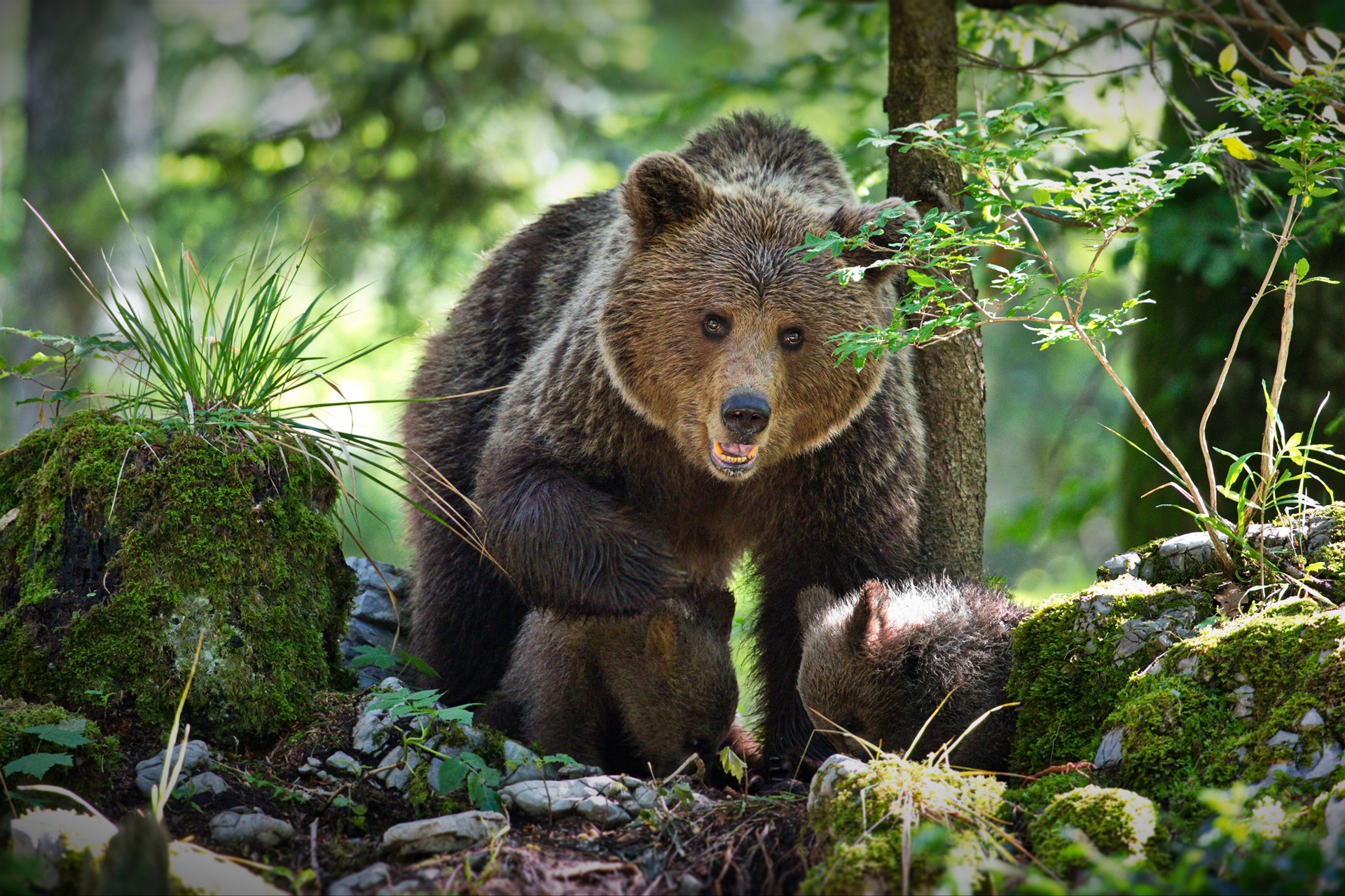 Покажи мишку. Широколиственные леса бурый медведь. Бурый медведь Кивач. Широколиственный лес животные бурый медведь. Бурый медведь в лесу.