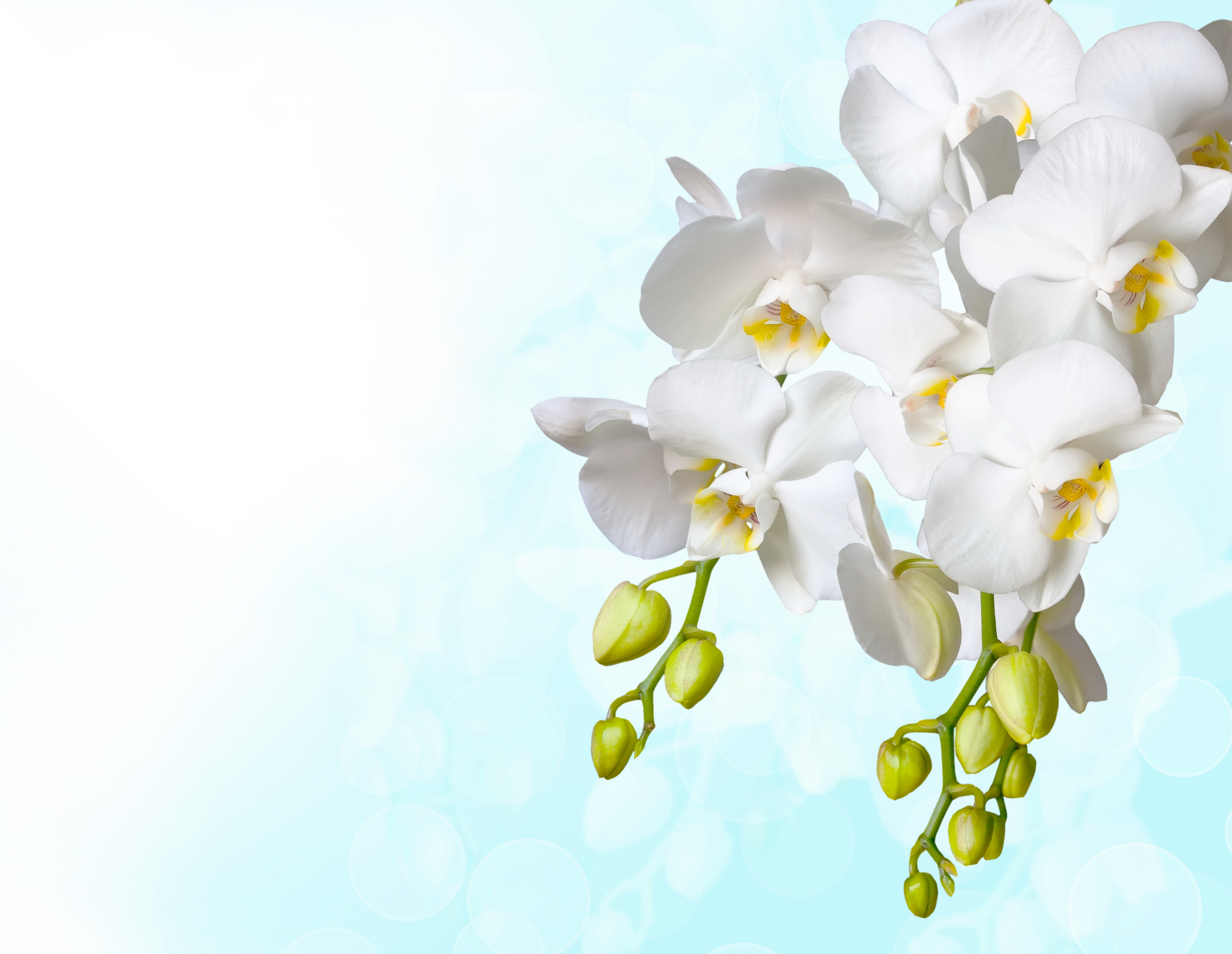 цветы, орхидея, белая бесплатно