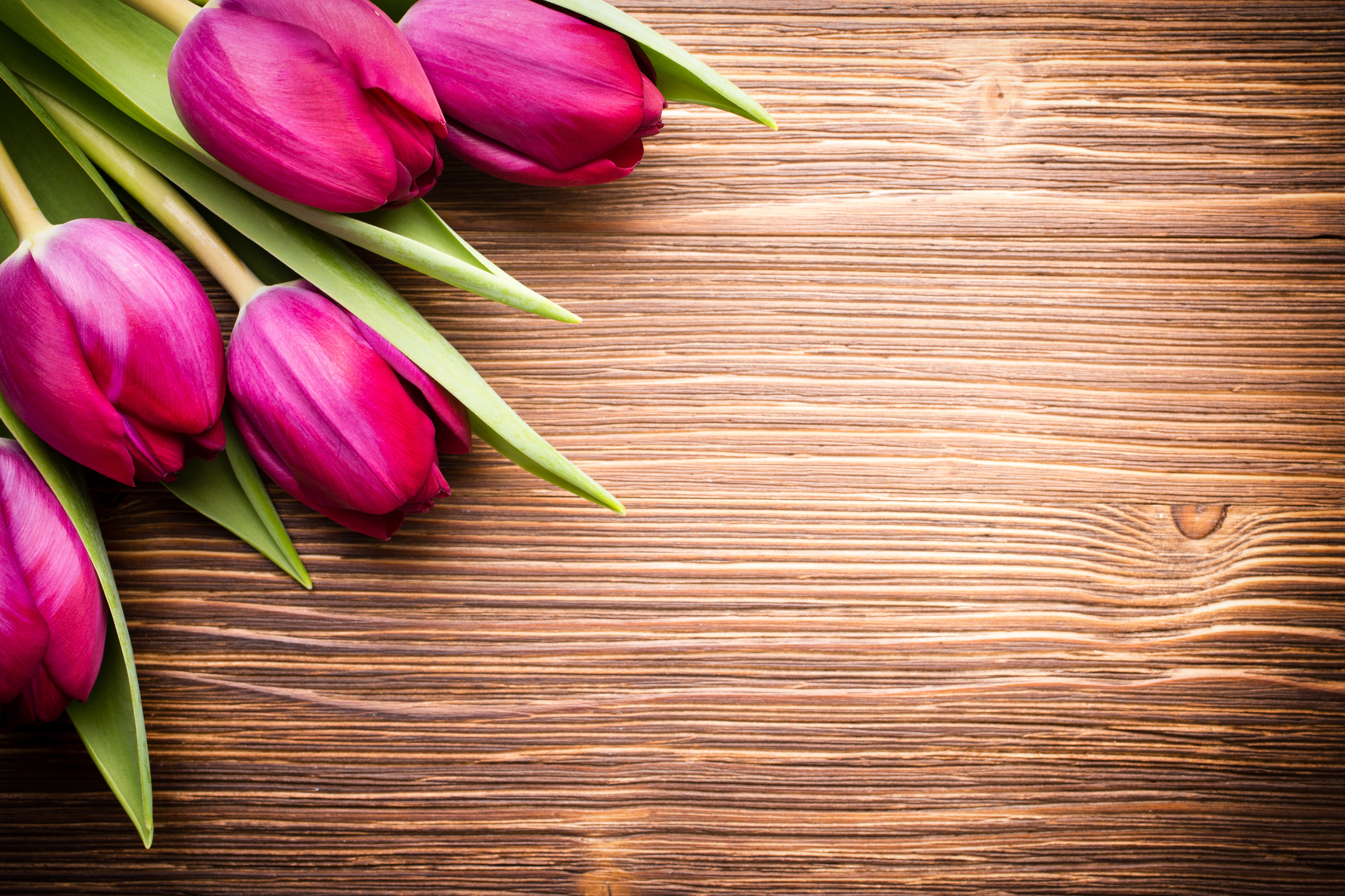 Тюльпаны слоган. Тюльпаны фон. Цветы на деревянном столе. Тюльпаны на деревянном столе. Цветы на деревянном фоне.
