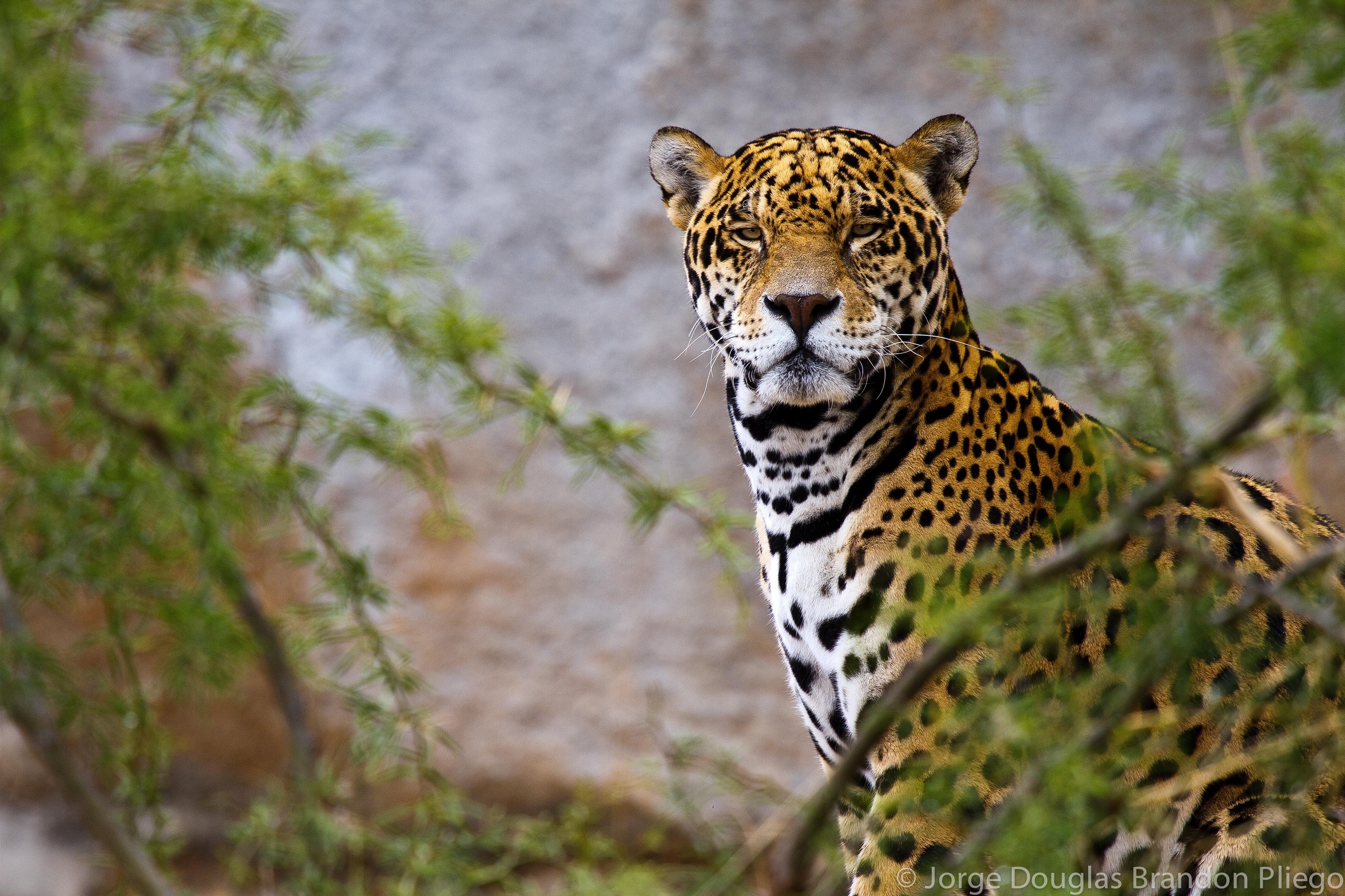 природа животные ягуар nature animals Jaguar бесплатно