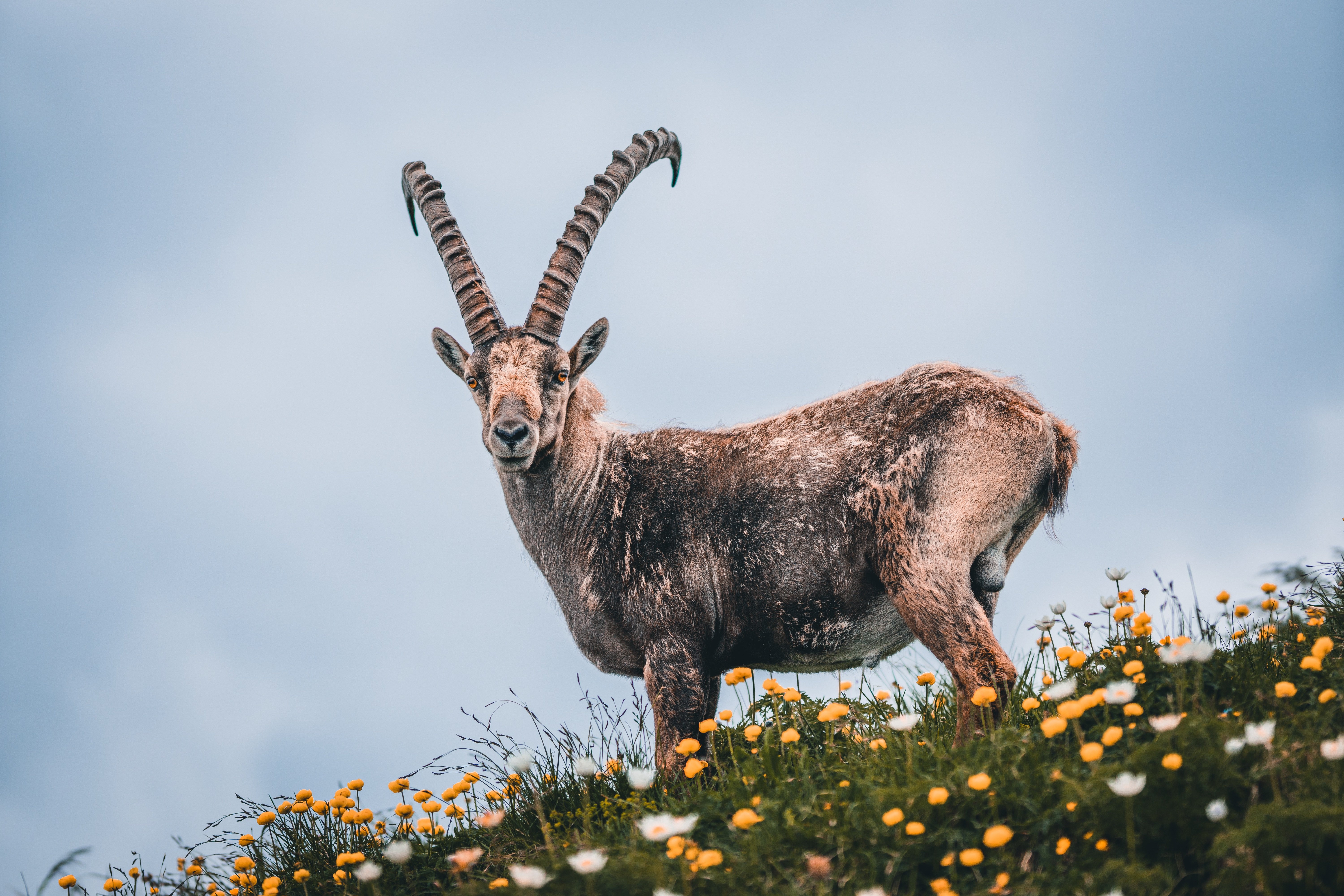 Фотография Коза козел Рога Siberian Mountain Goat Трава Взгляд Животные 6000x4000 с рогами траве смотрит смотрят животное