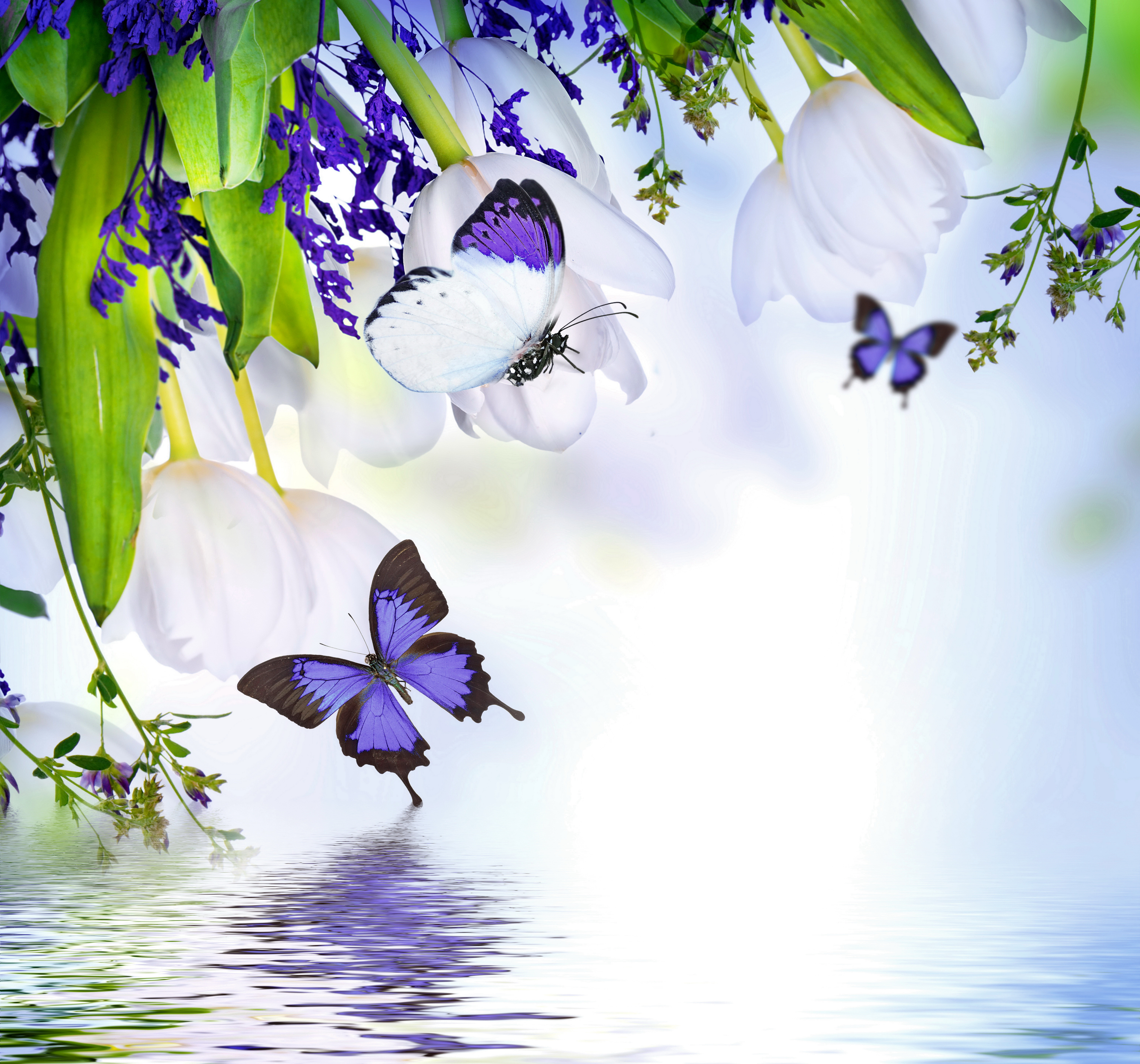 графика бабочки цветы вода graphics butterfly flowers water бесплатно