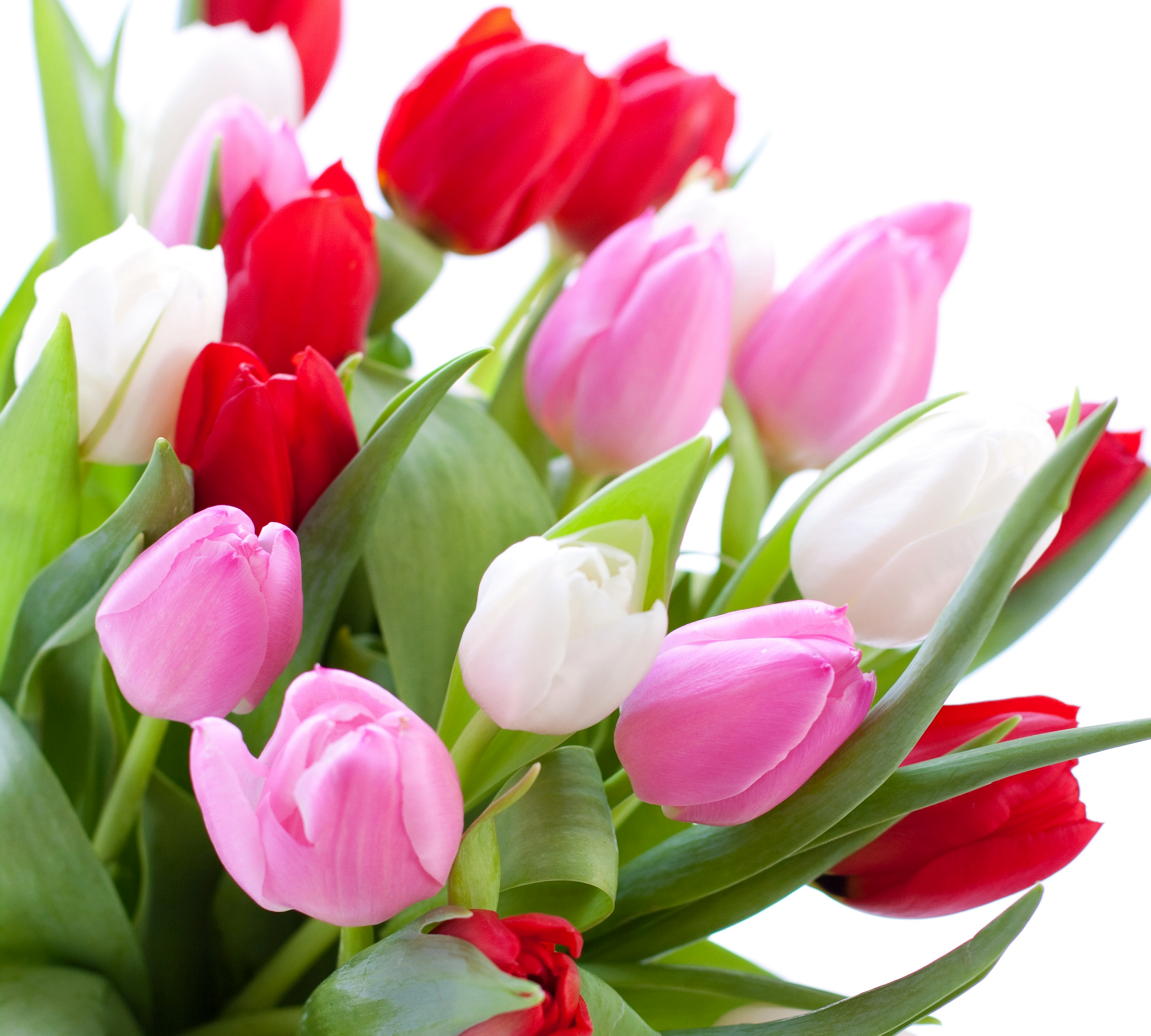 Тюльпаны картинки хорошего качества. Цветы тюльпаны. Красивые тюльпаны. Букет тюльпанов. Розовые тюльпаны.