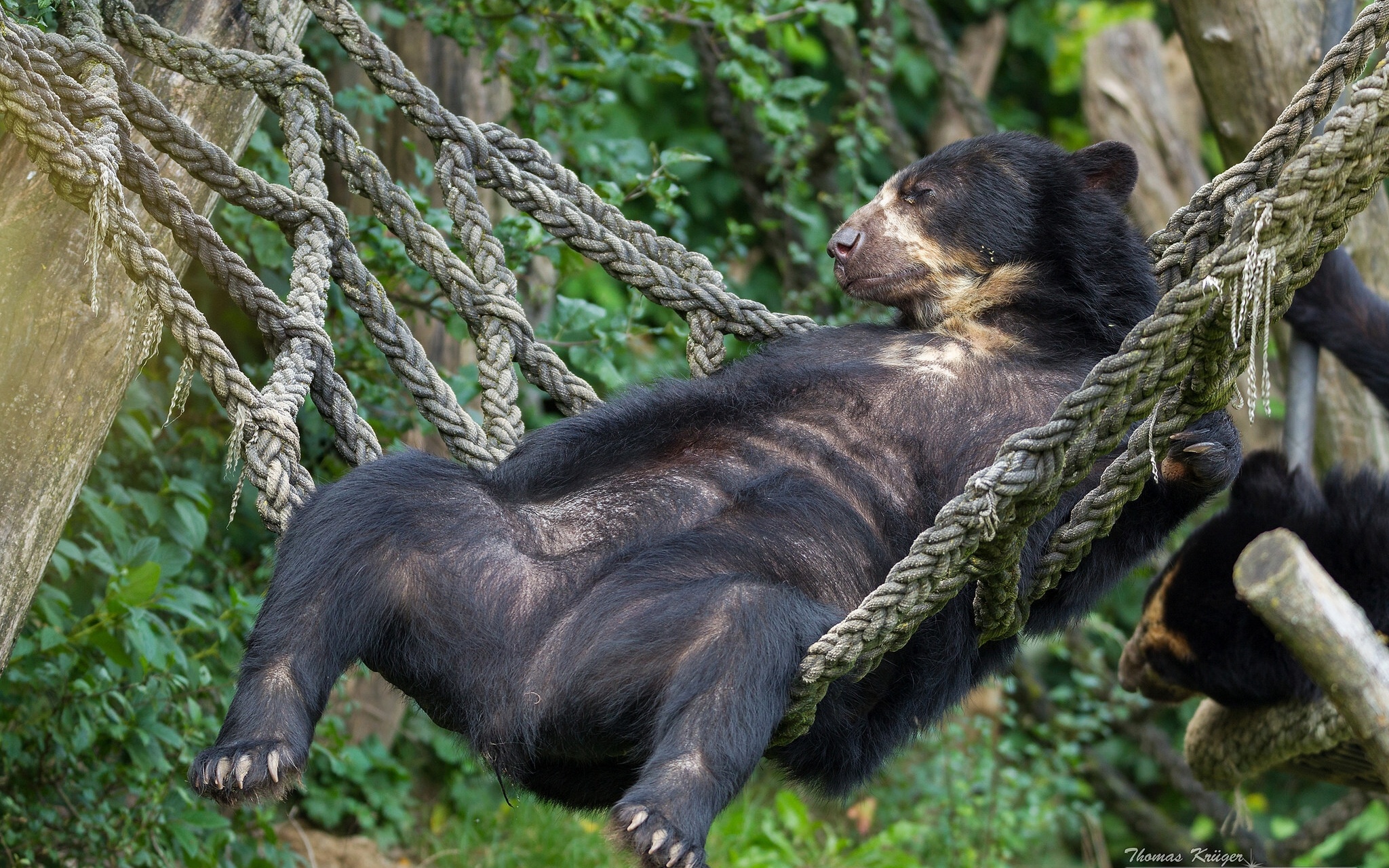 Спящий на бревне медвежонок загрузить