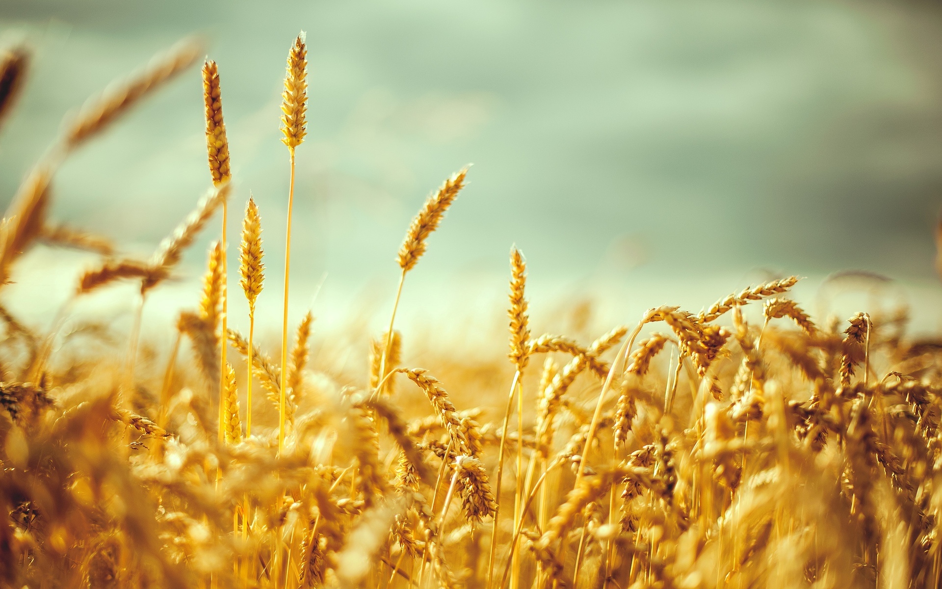 Пшеница колосья поле без смс