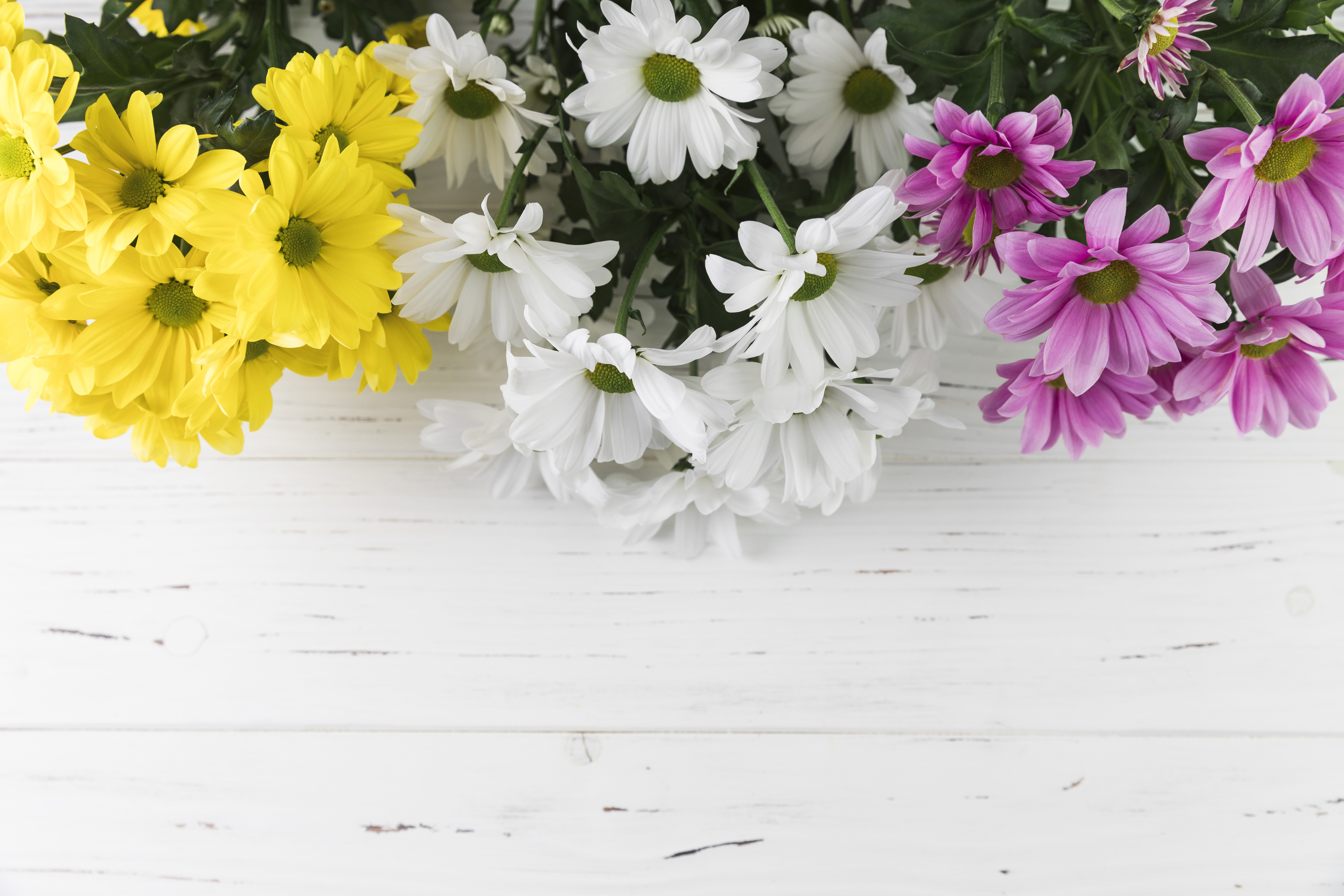Фотографии Разноцветные Цветы Хризантемы Шаблон поздравительной открытки 4050x2700 цветок