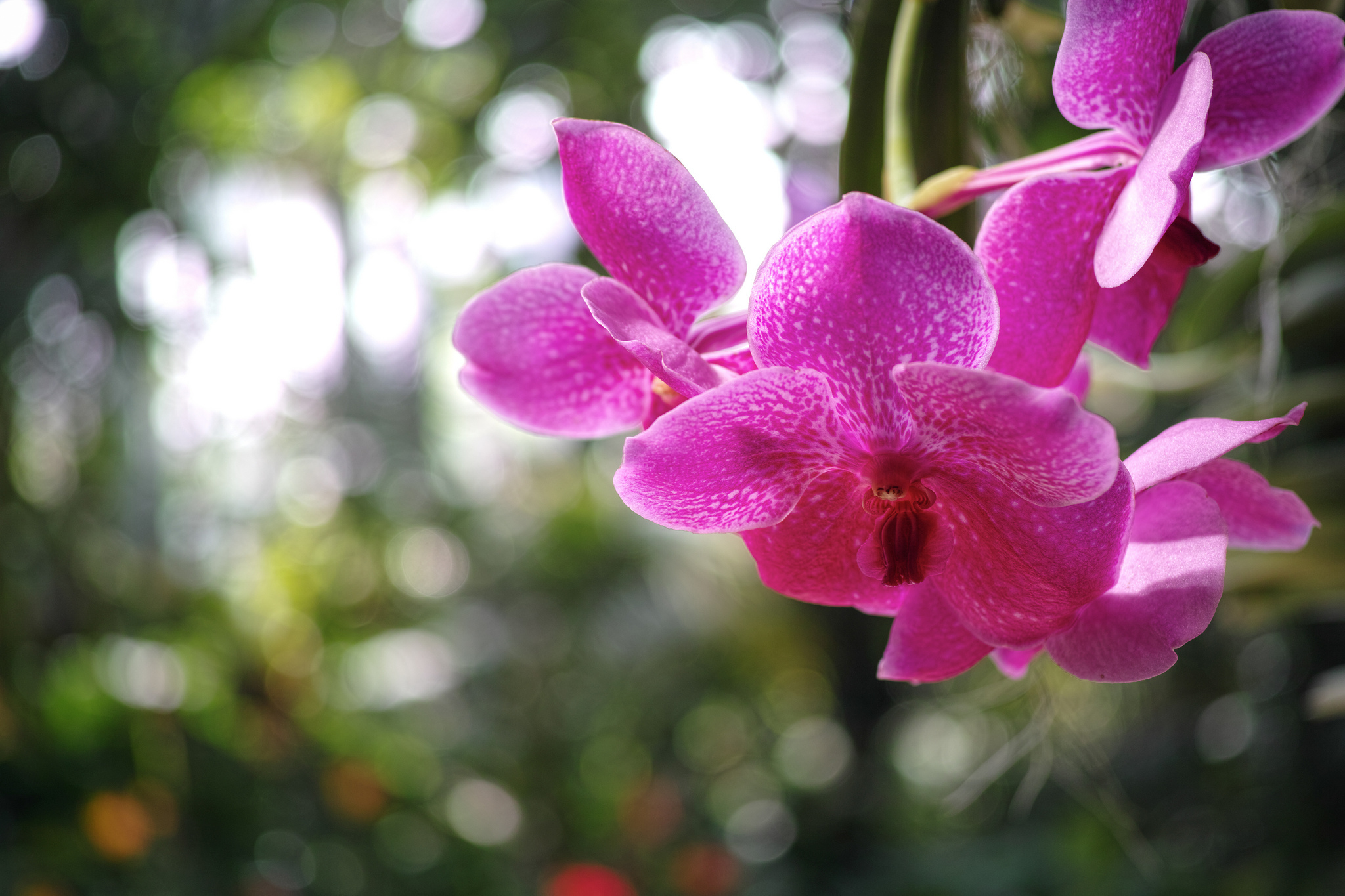 природа цветы розовые орхидеи nature flowers pink orchids скачать