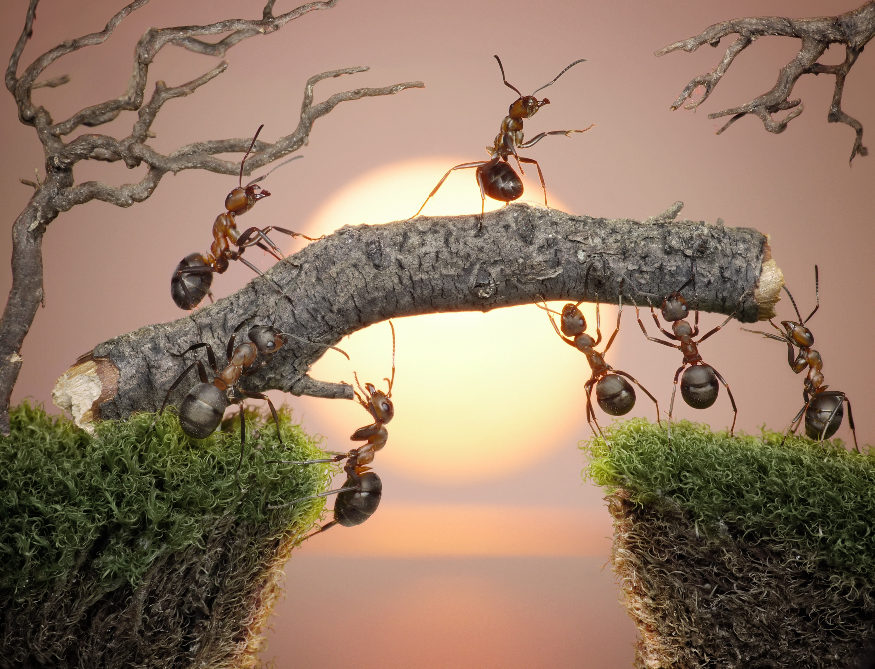 муравьи графика ветка скачать