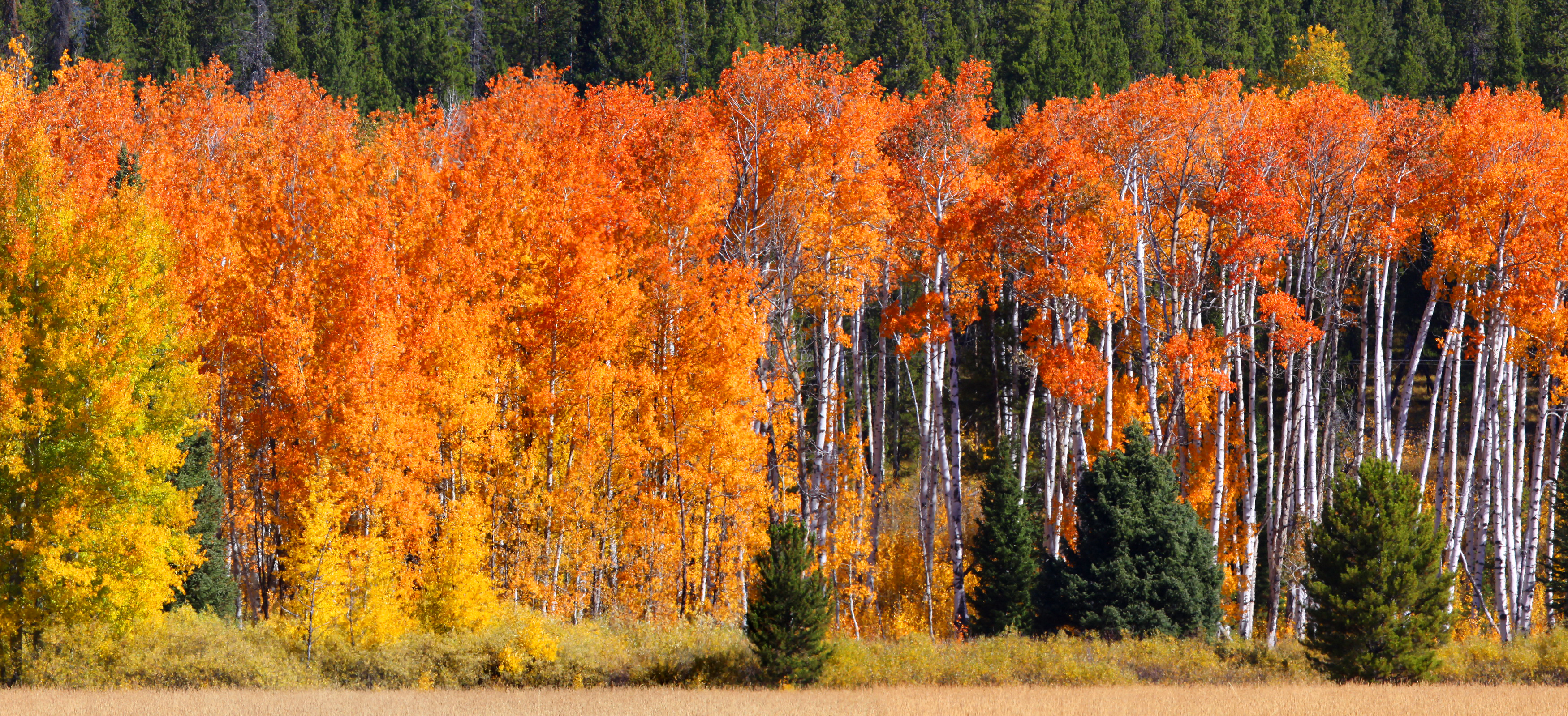 природа деревья березы осень бесплатно