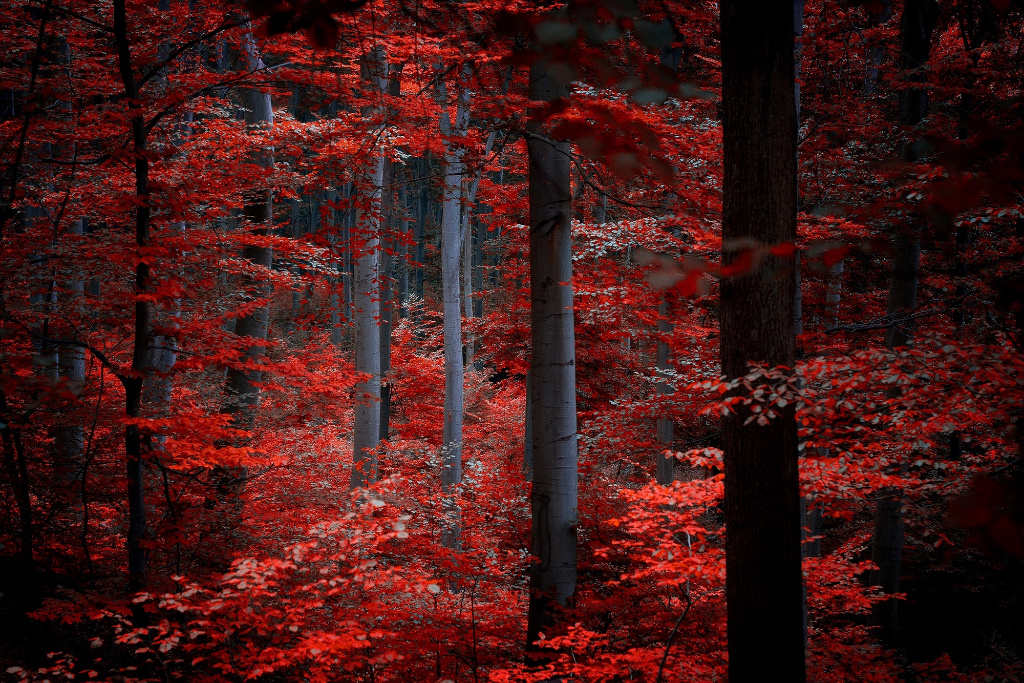 дерево красные листья природа загрузить