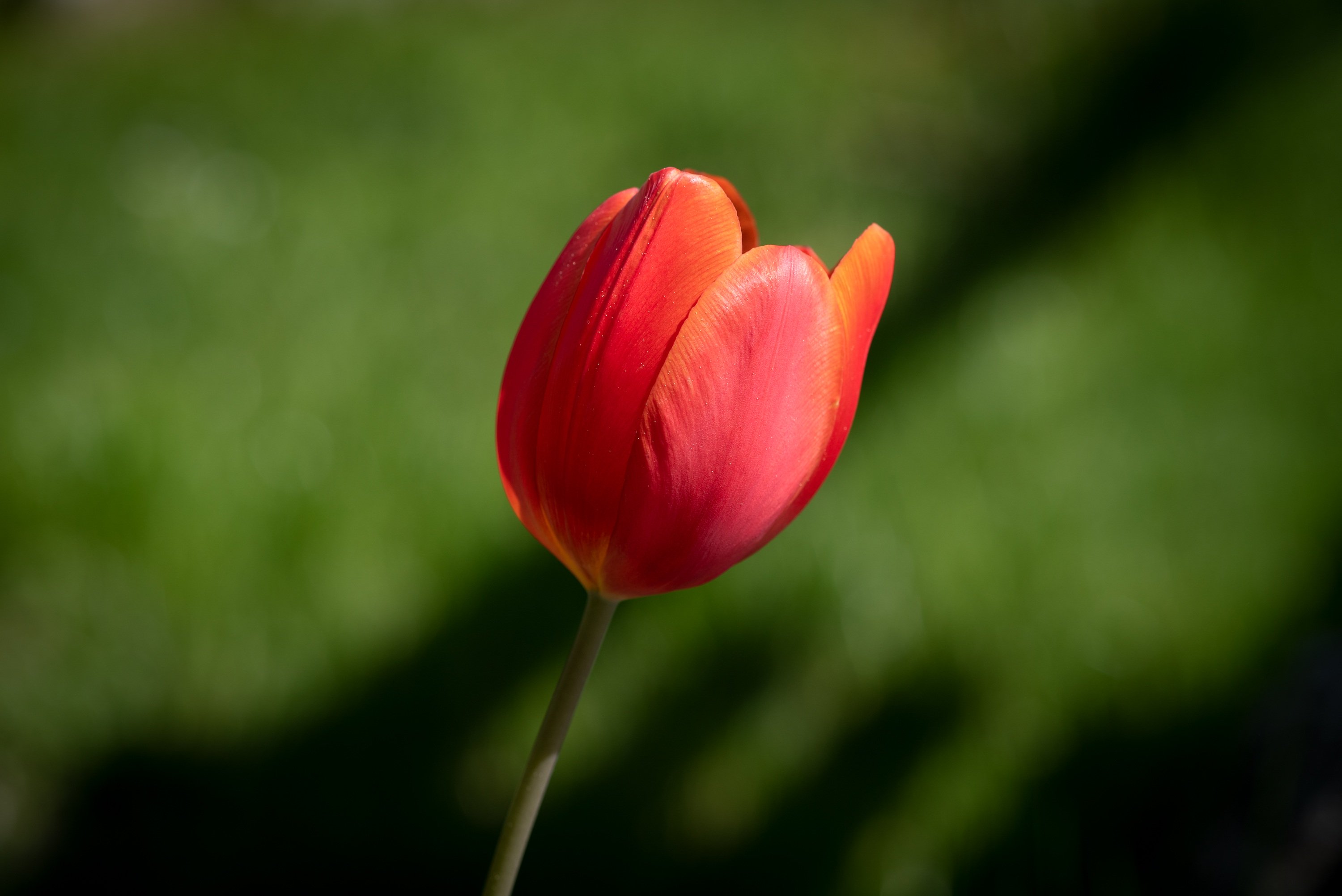 Картинка боке тюльпан красная Цветы вблизи Размытый фон красные Красный красных Тюльпаны цветок Крупным планом