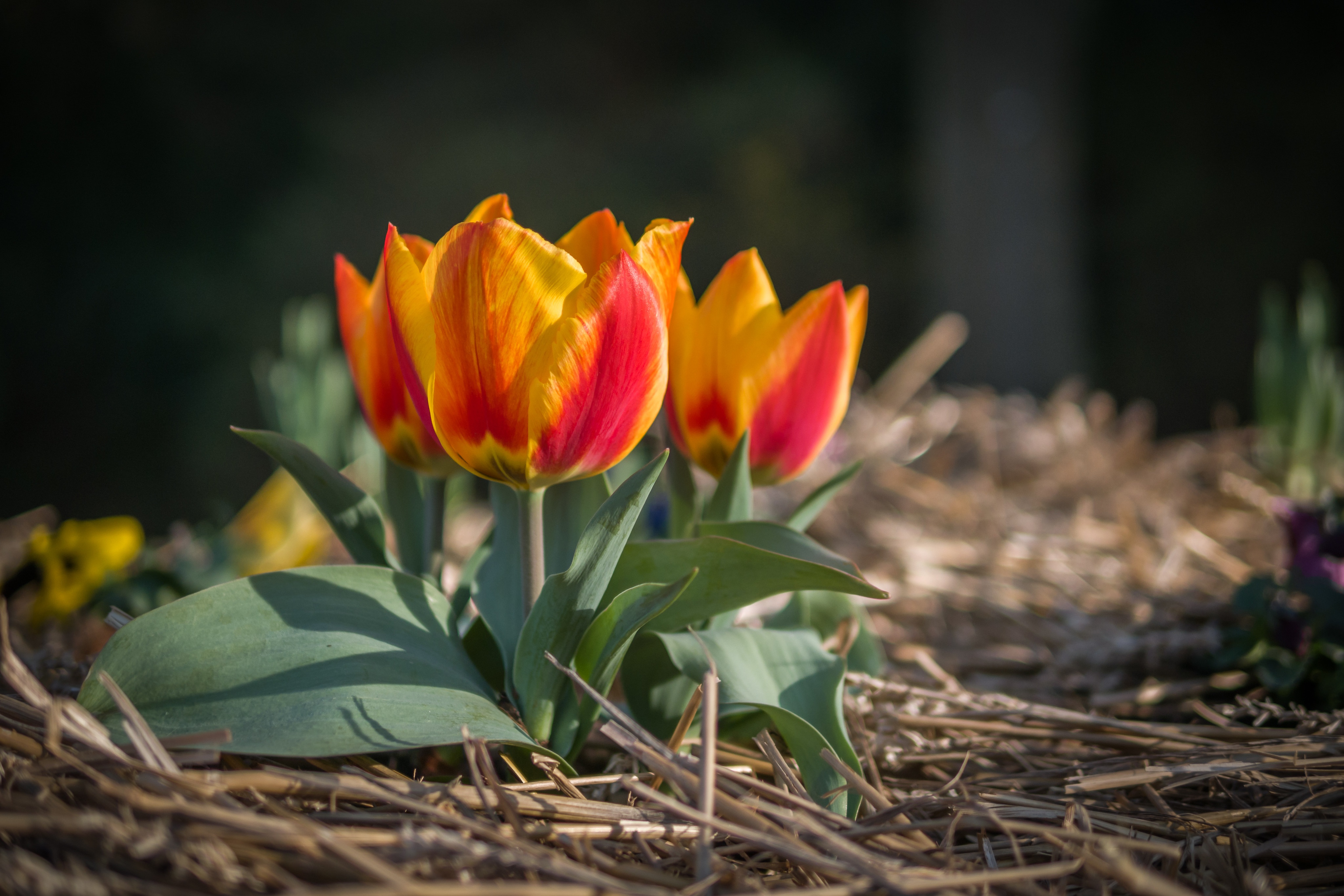 Будут ли цвести тюльпаны весной
