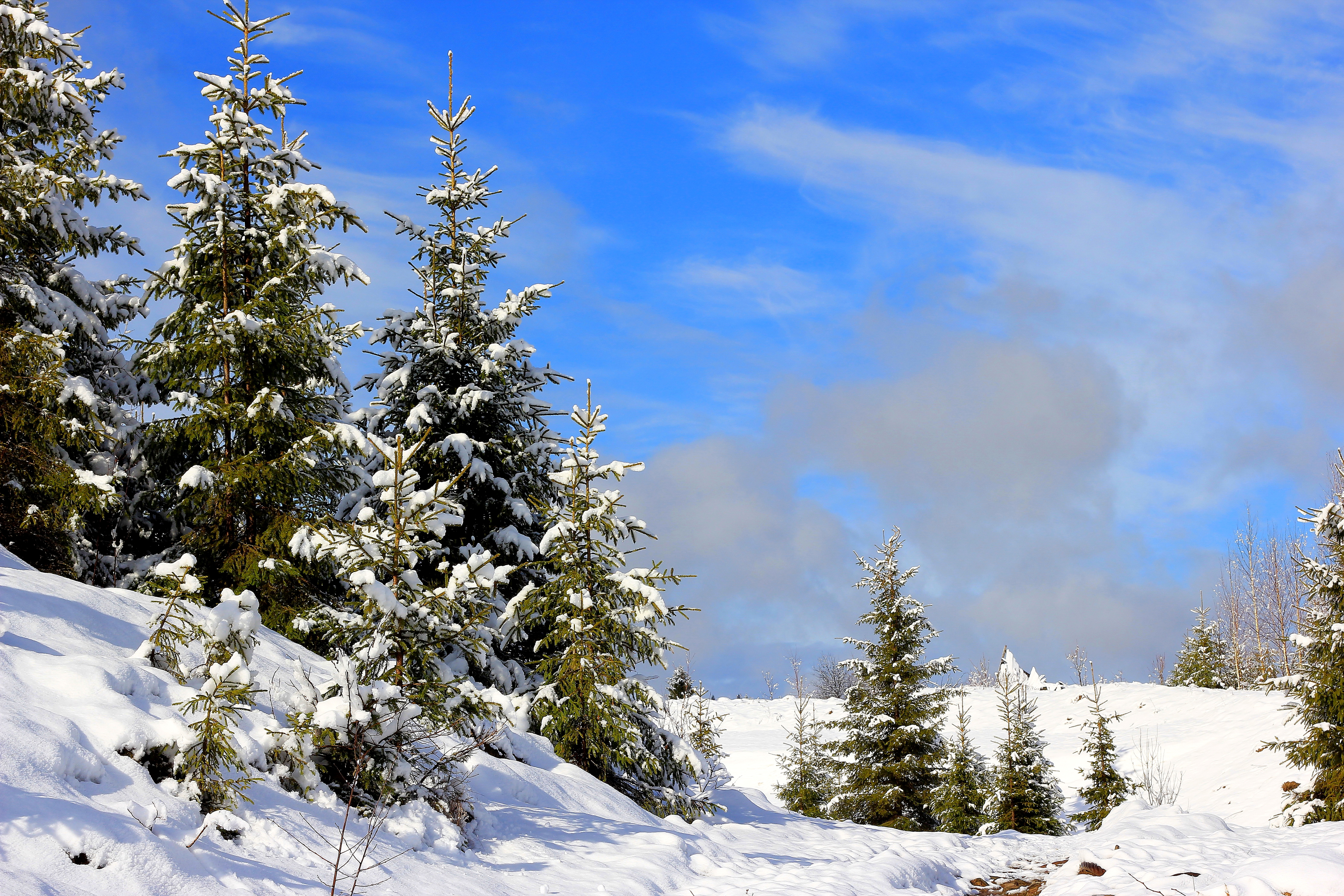природа снег зима горы деревья ели бесплатно
