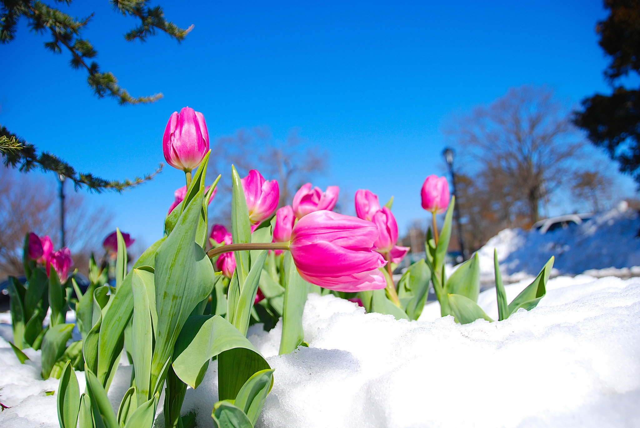 природа цветы тюльпан зима бесплатно