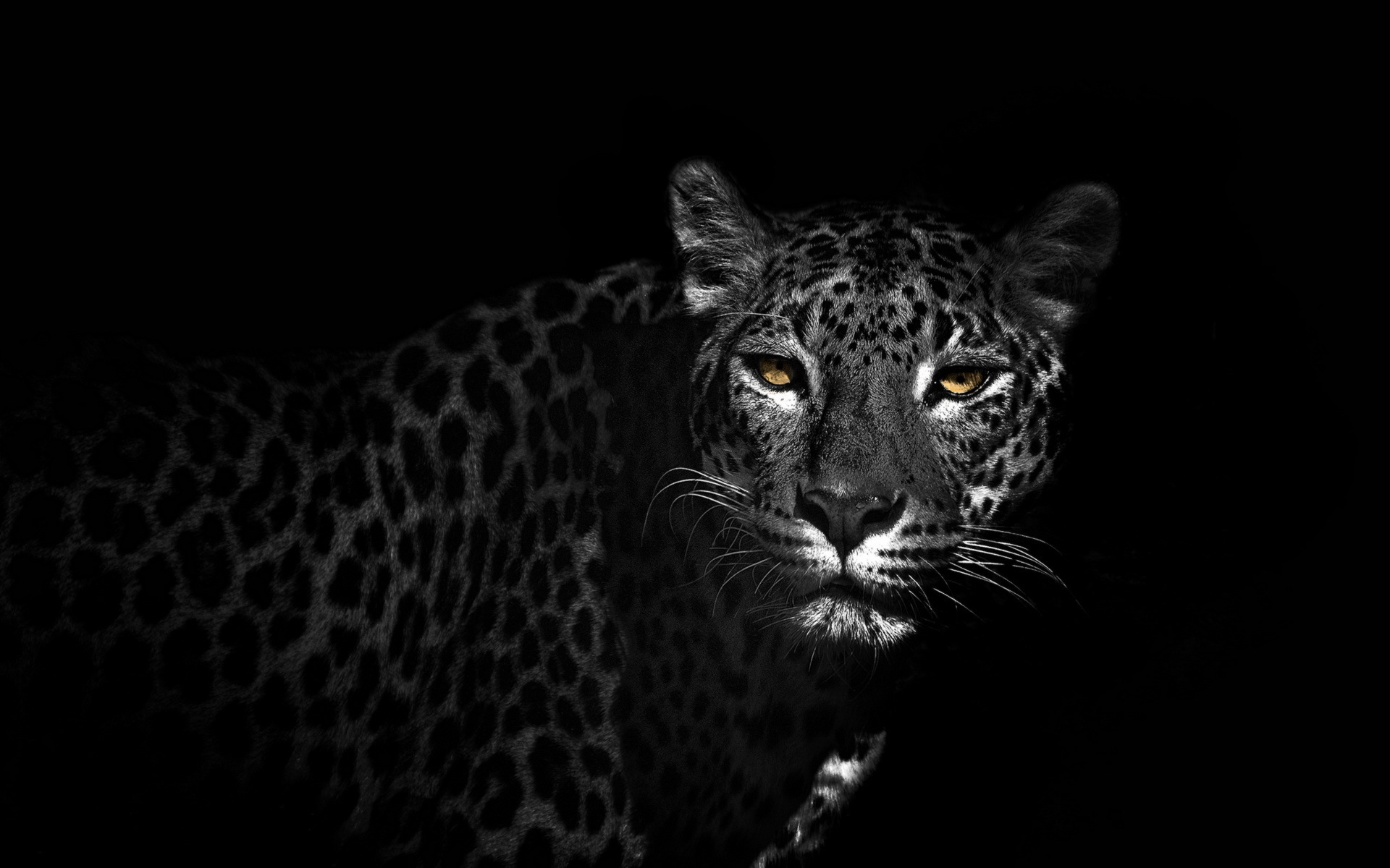 черный фон животное леопард без смс