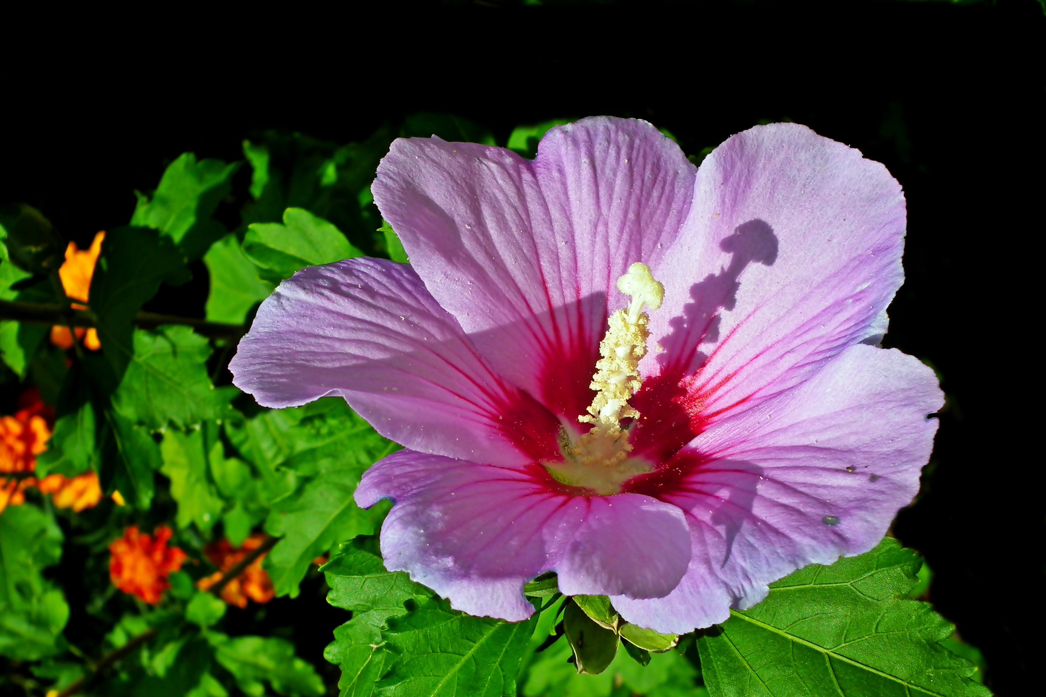 Hibiscus syriacus Aphrodite