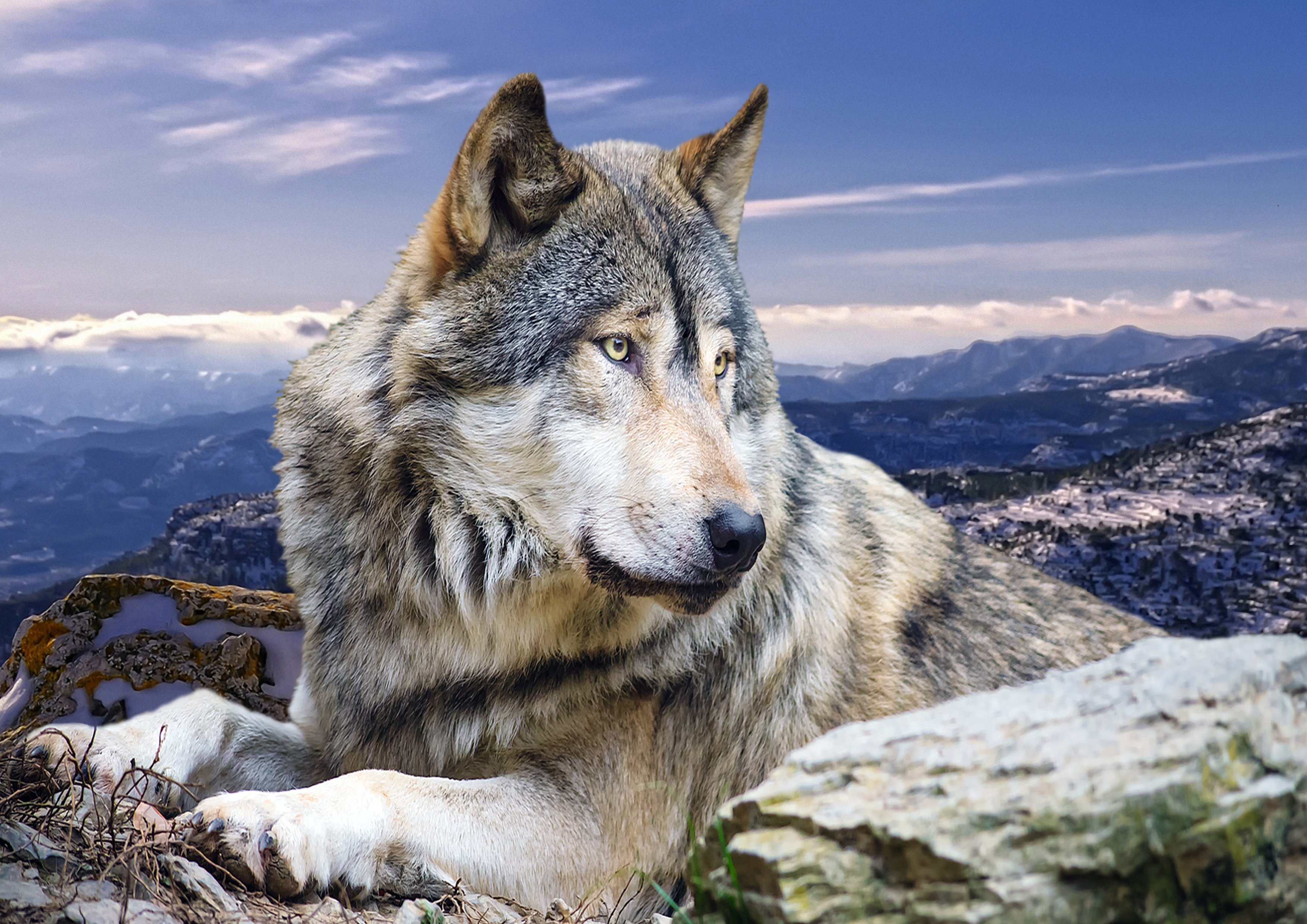 Красивые обои волки. Волк южных скалистых гор. Красивый волк. Волк картинка. Волк на рабочий стол.