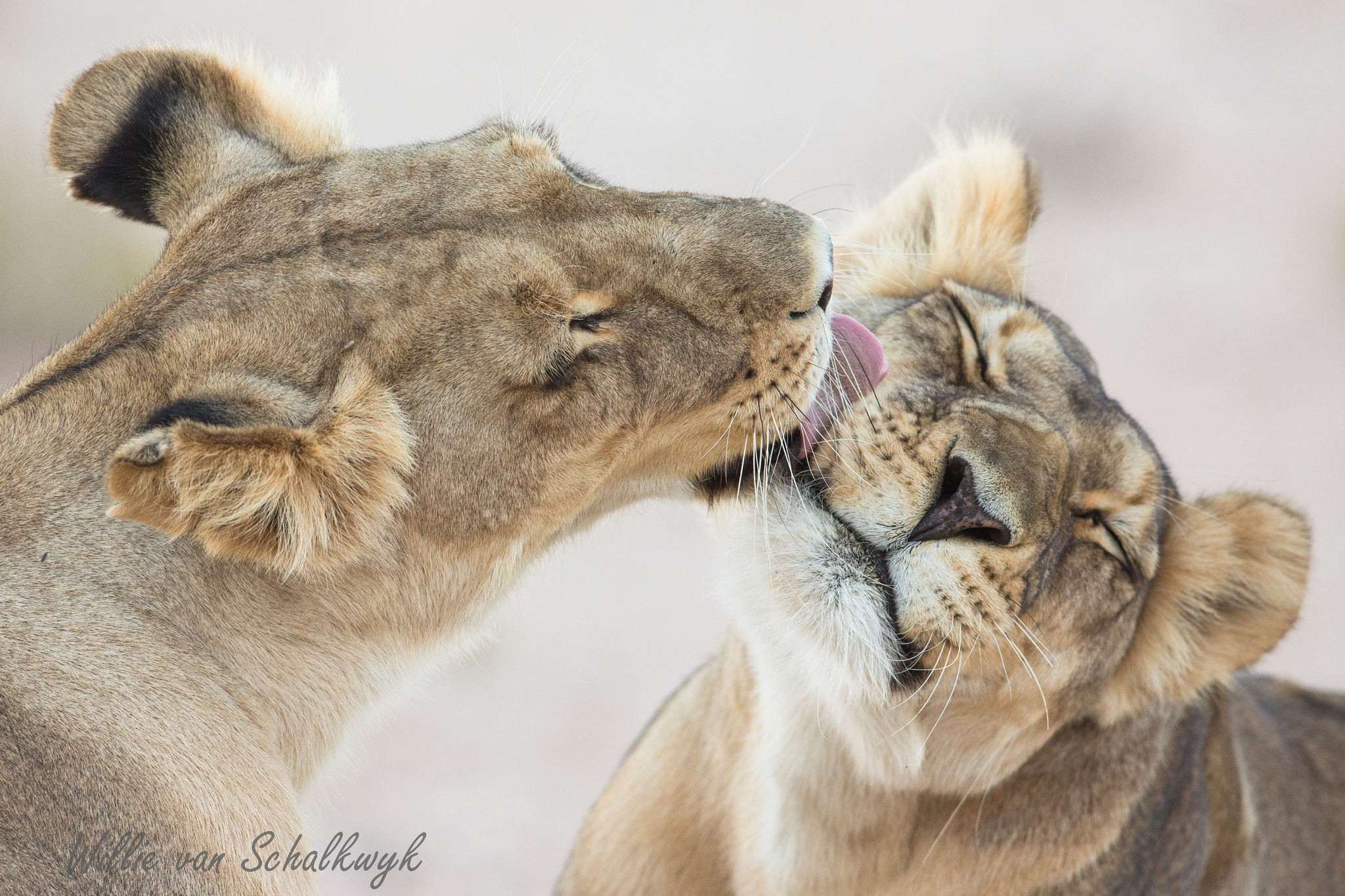 Ласковые звери фото. Любовь животных. Нежность животные. Лев и львица. Объятия животных.