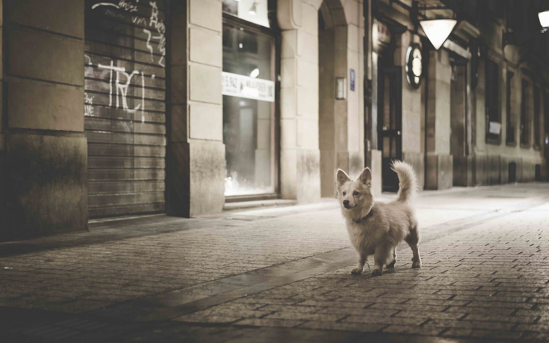 Street dog. Город собак. Собака на фоне города. Собака на улице. Собака в ночном городе.