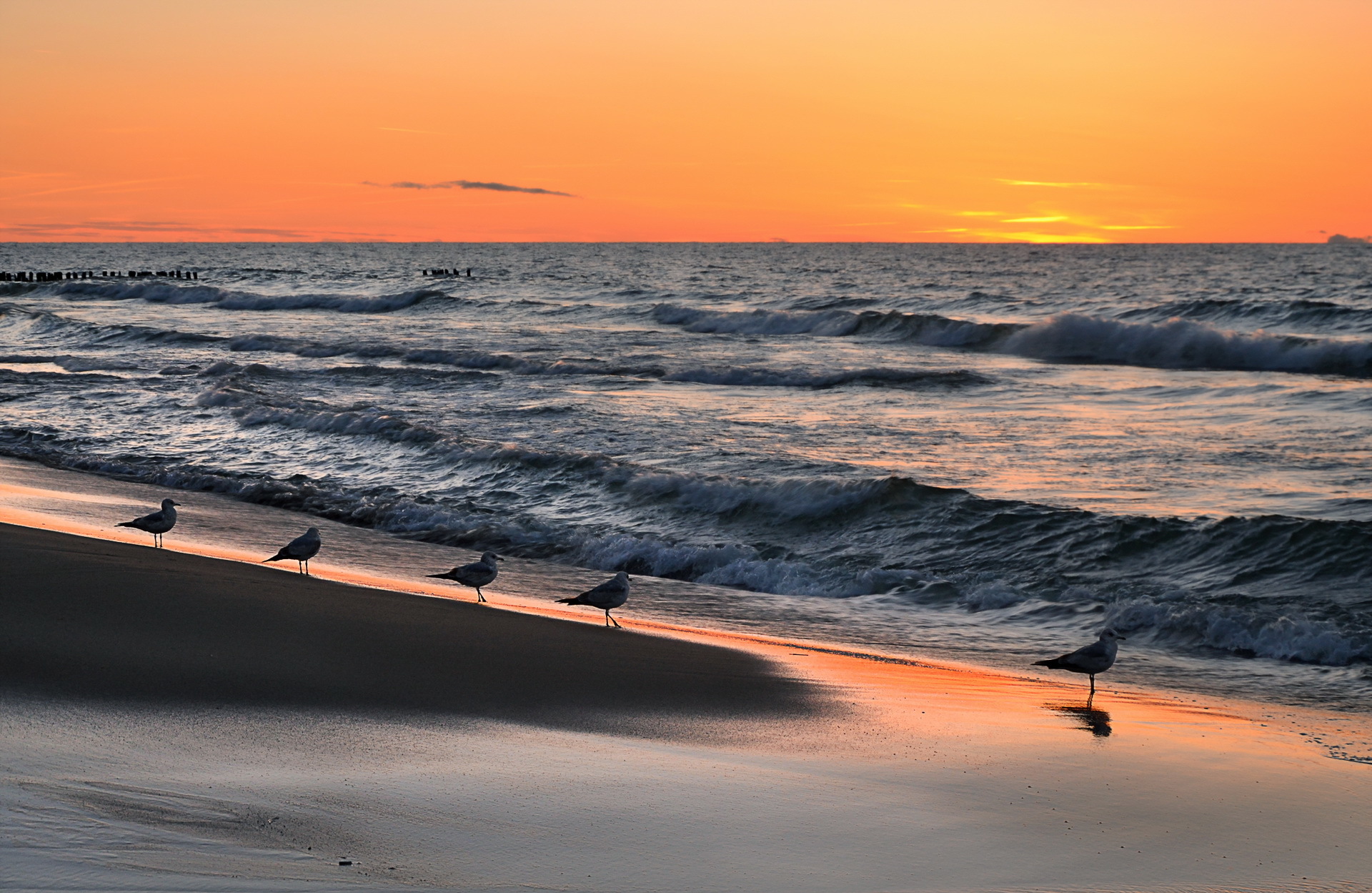 море закат птицы пляж загрузить