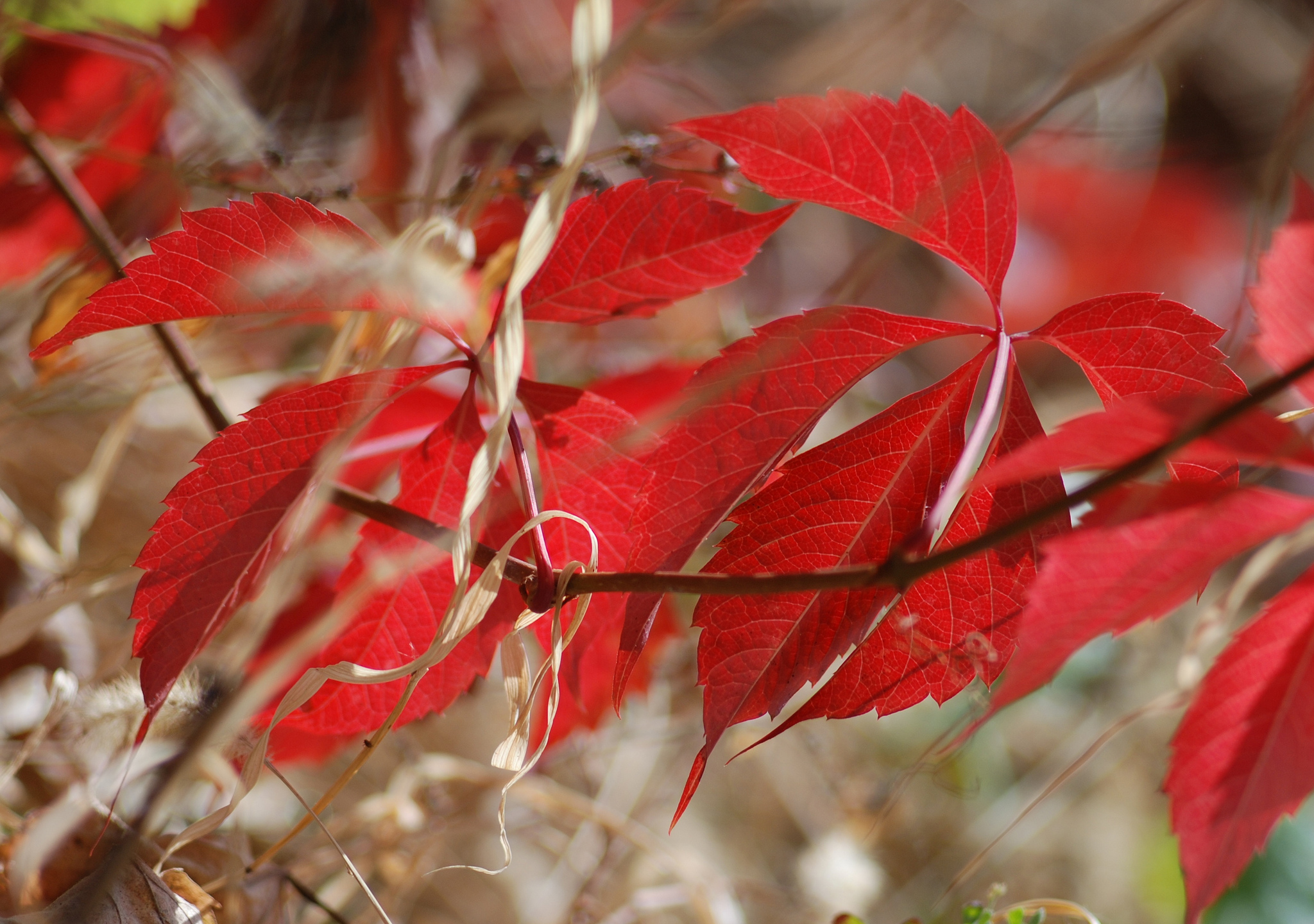 ветка листья красные осень branch leaves red autumn без смс