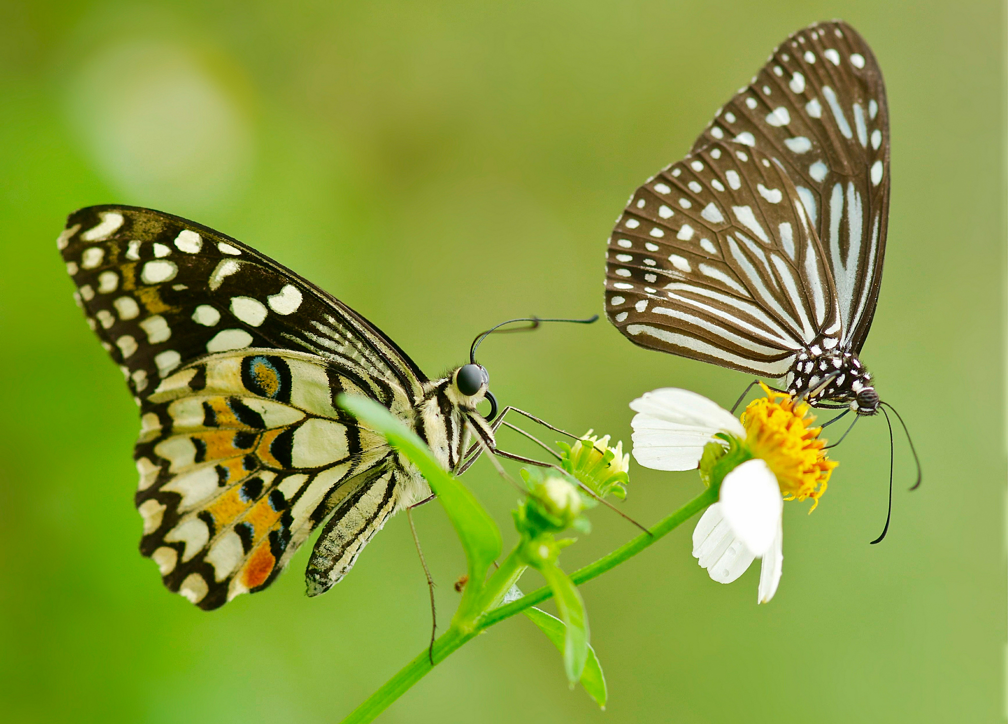 Группа насекомые бабочка. Бабочки. Красивые бабочки. Бабочки картинки. Две бабочки.