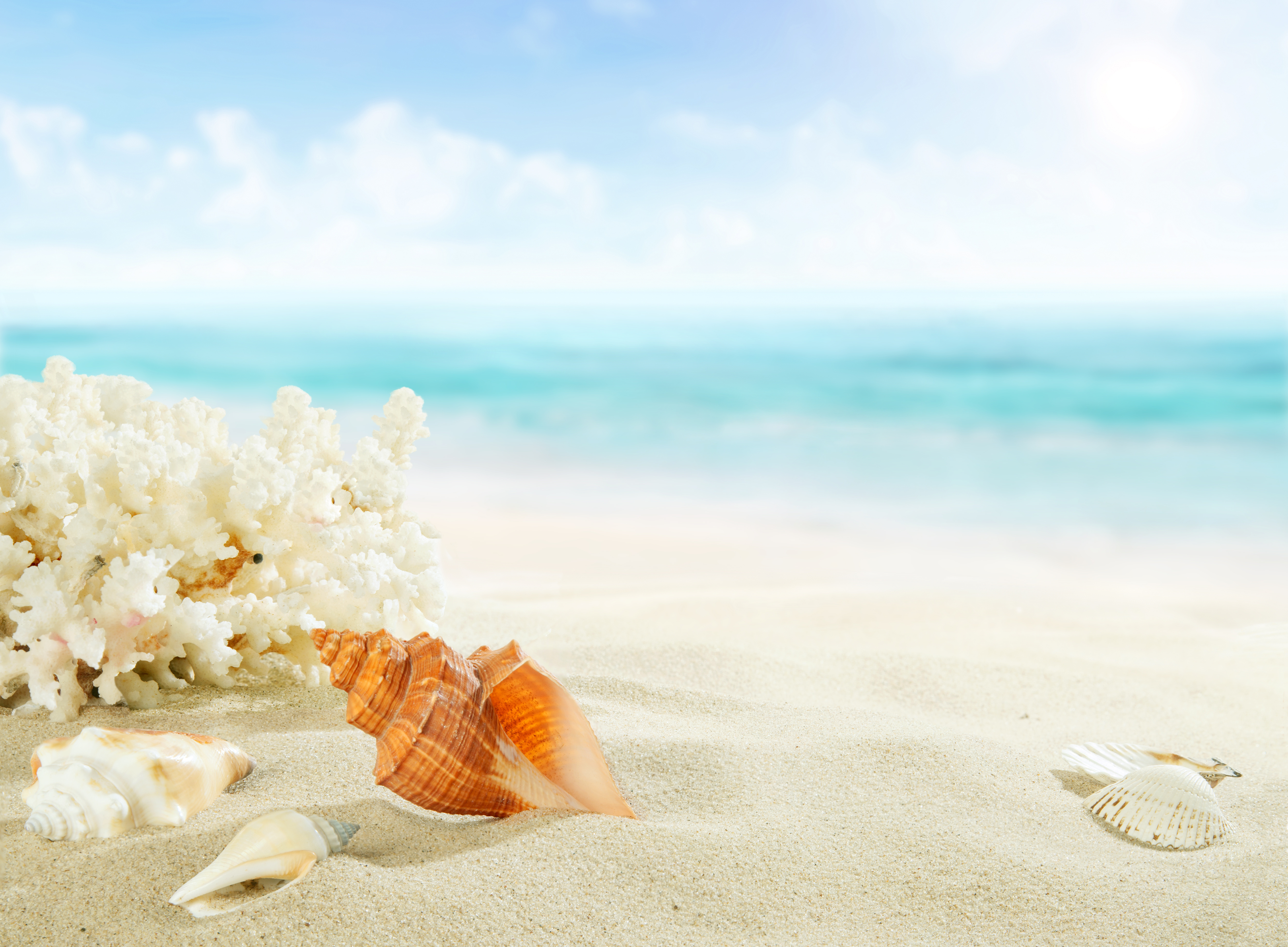природа раковины песок пляж морская звезда nature shell sand the beach sea star загрузить