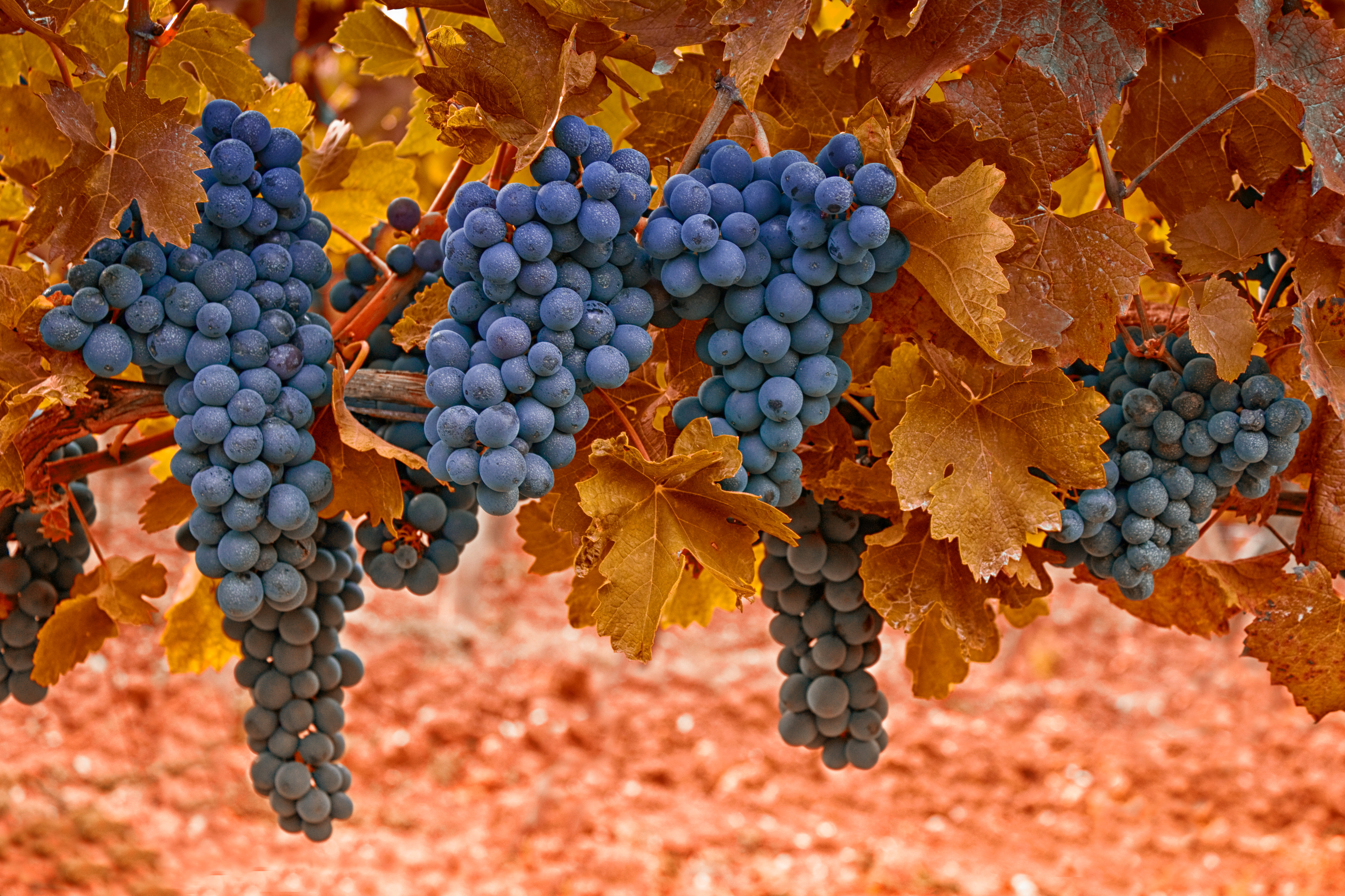 Различные сорта винограда скачать