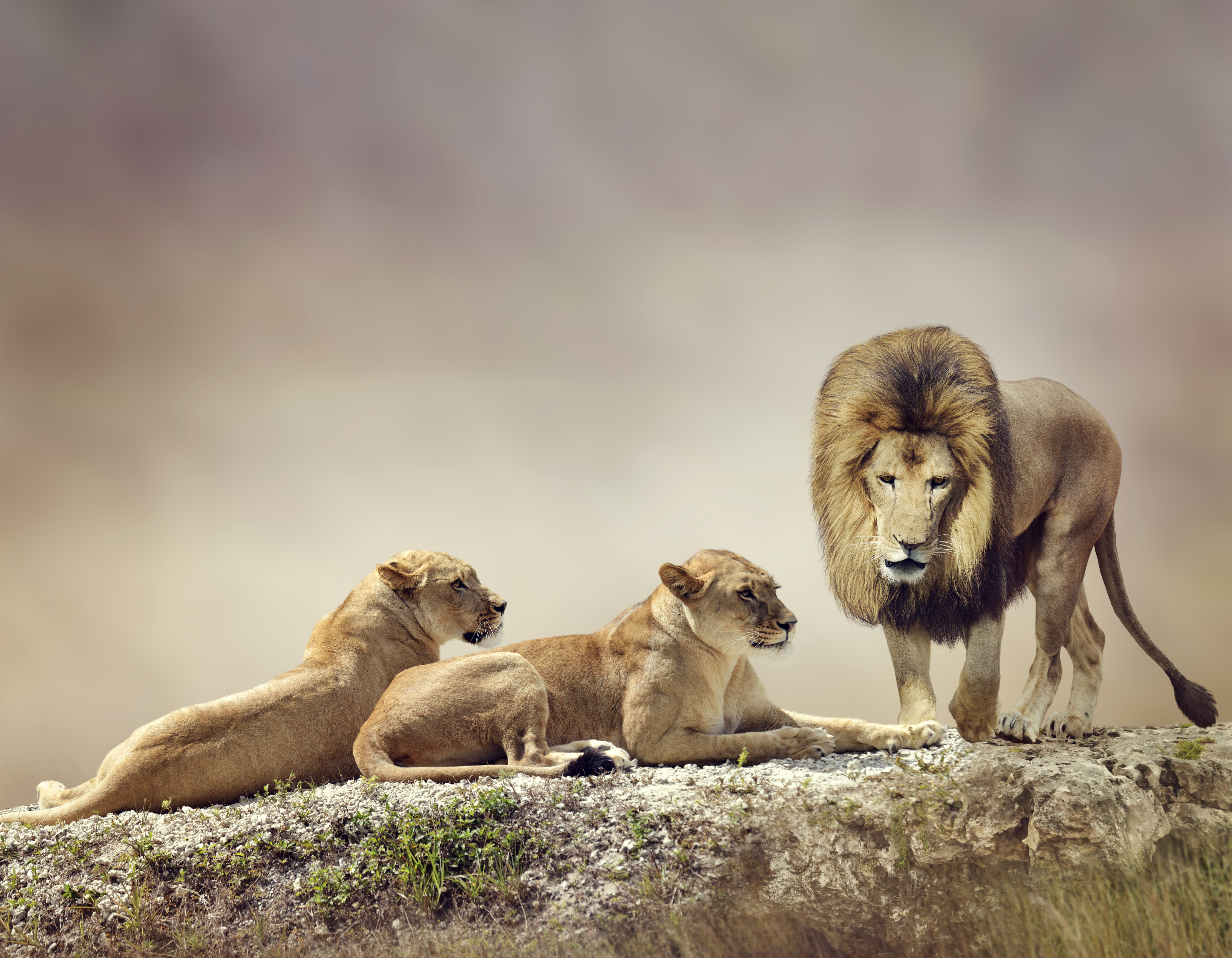 Читать 3 льва. Три животных. Семья Львов картинки. Лев с четырьмя детенышами. Львенок картинка.