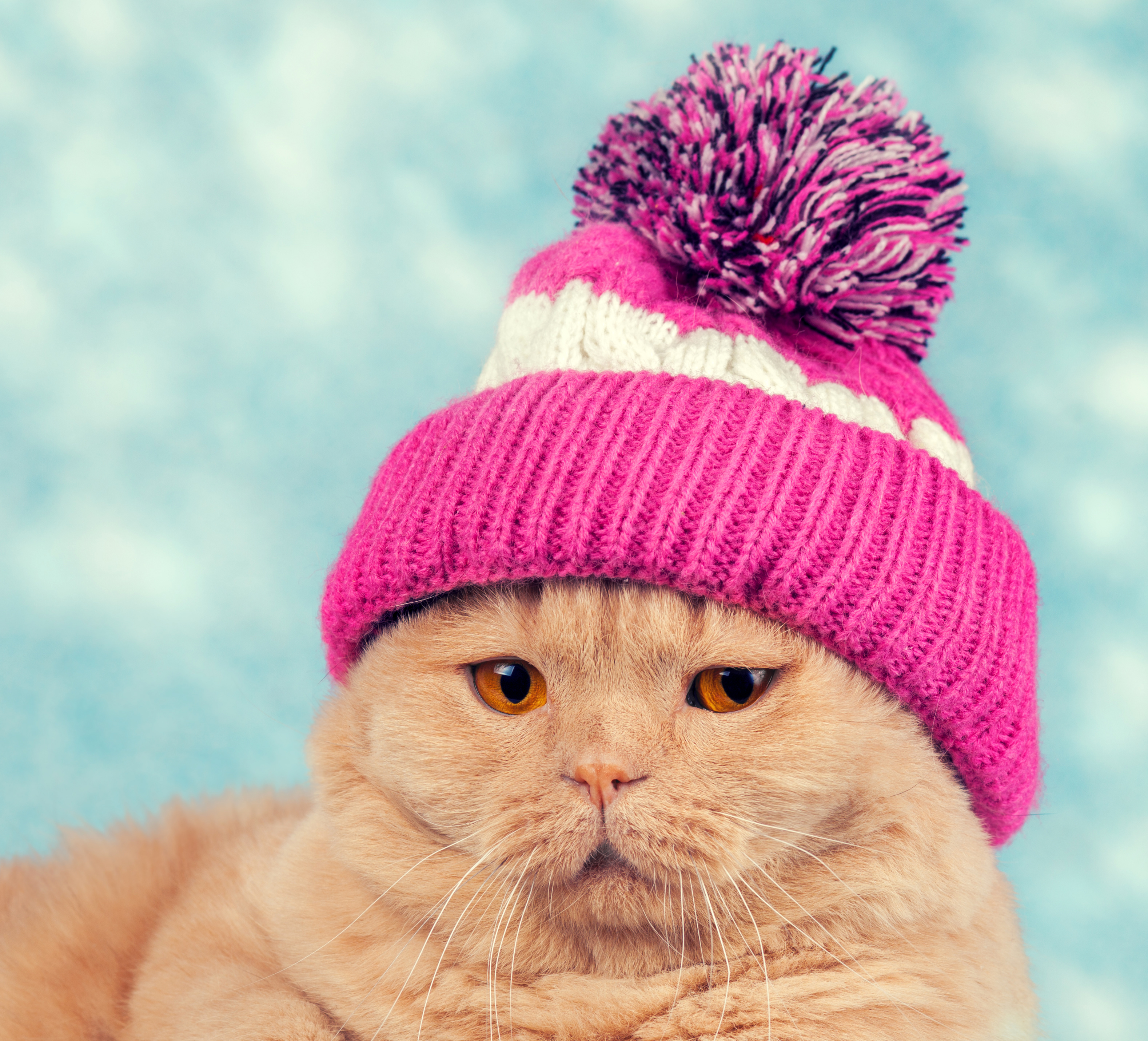 Кот в зимней шапке