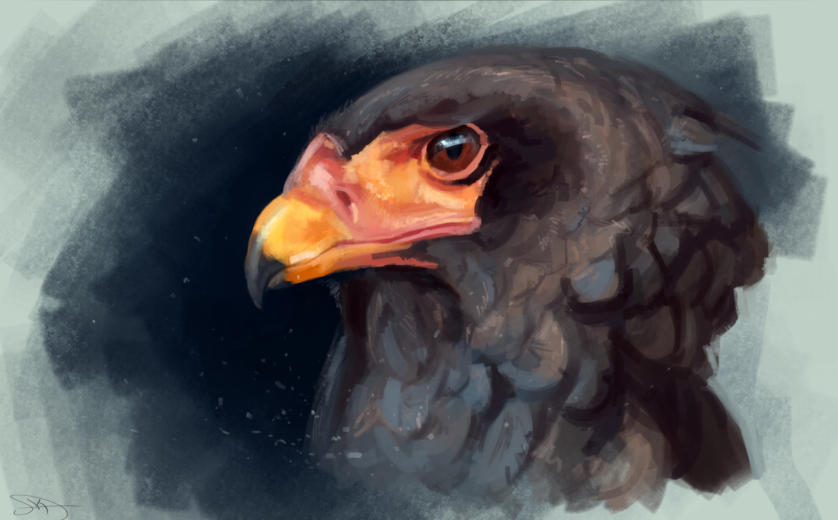 Картинки Орлы Птицы Bateleur Клюв головы животное Рисованные орел птица Голова Животные