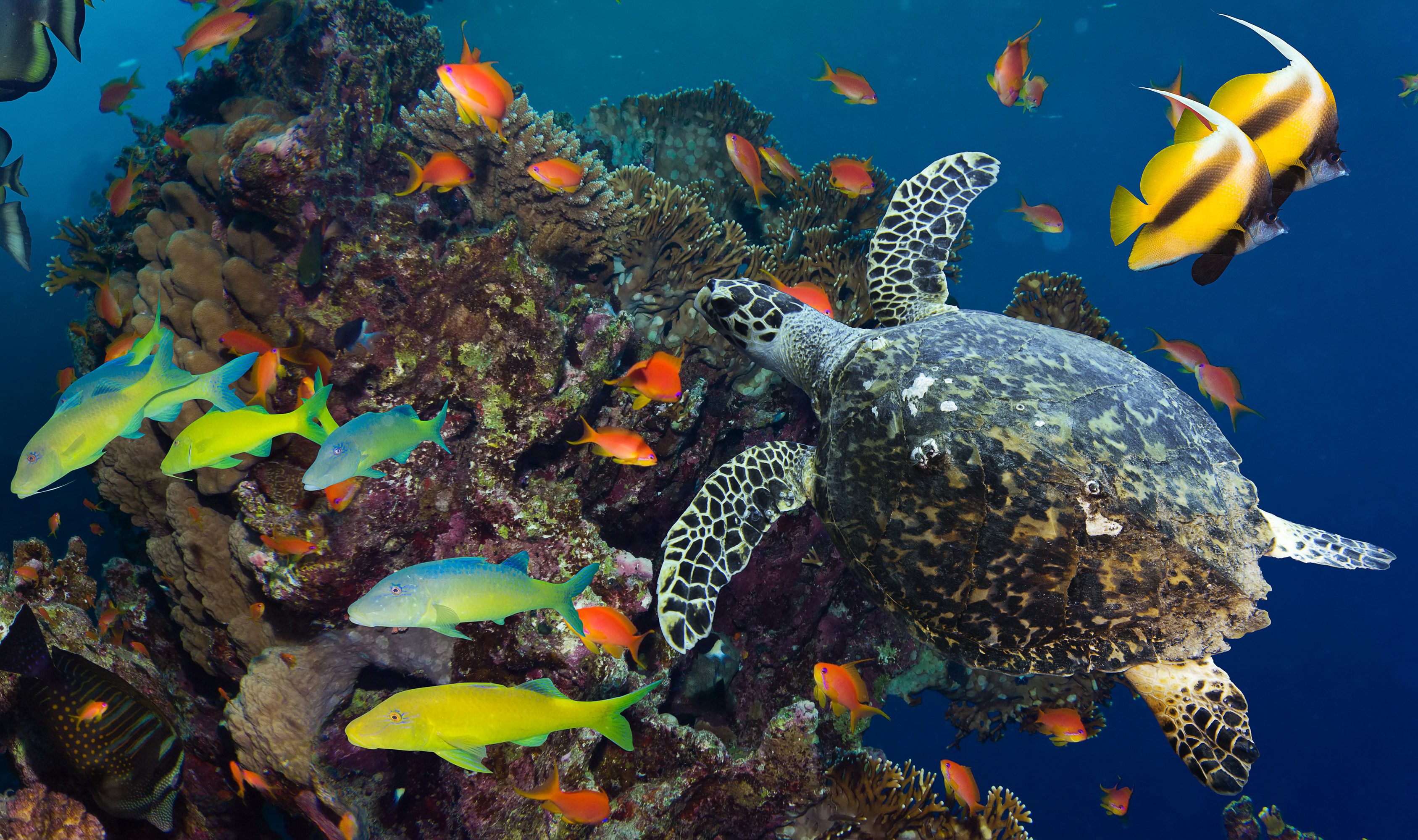 Обитатели рек и океанов. Морские черепахи барьерного рифа. Морская черепаха в океанариуме. Большой Барьерный риф рыбы. Подводный риф риф.