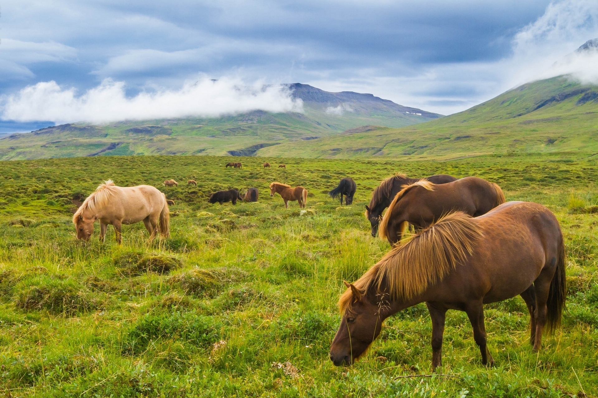природа животные лошади овцы трава загрузить